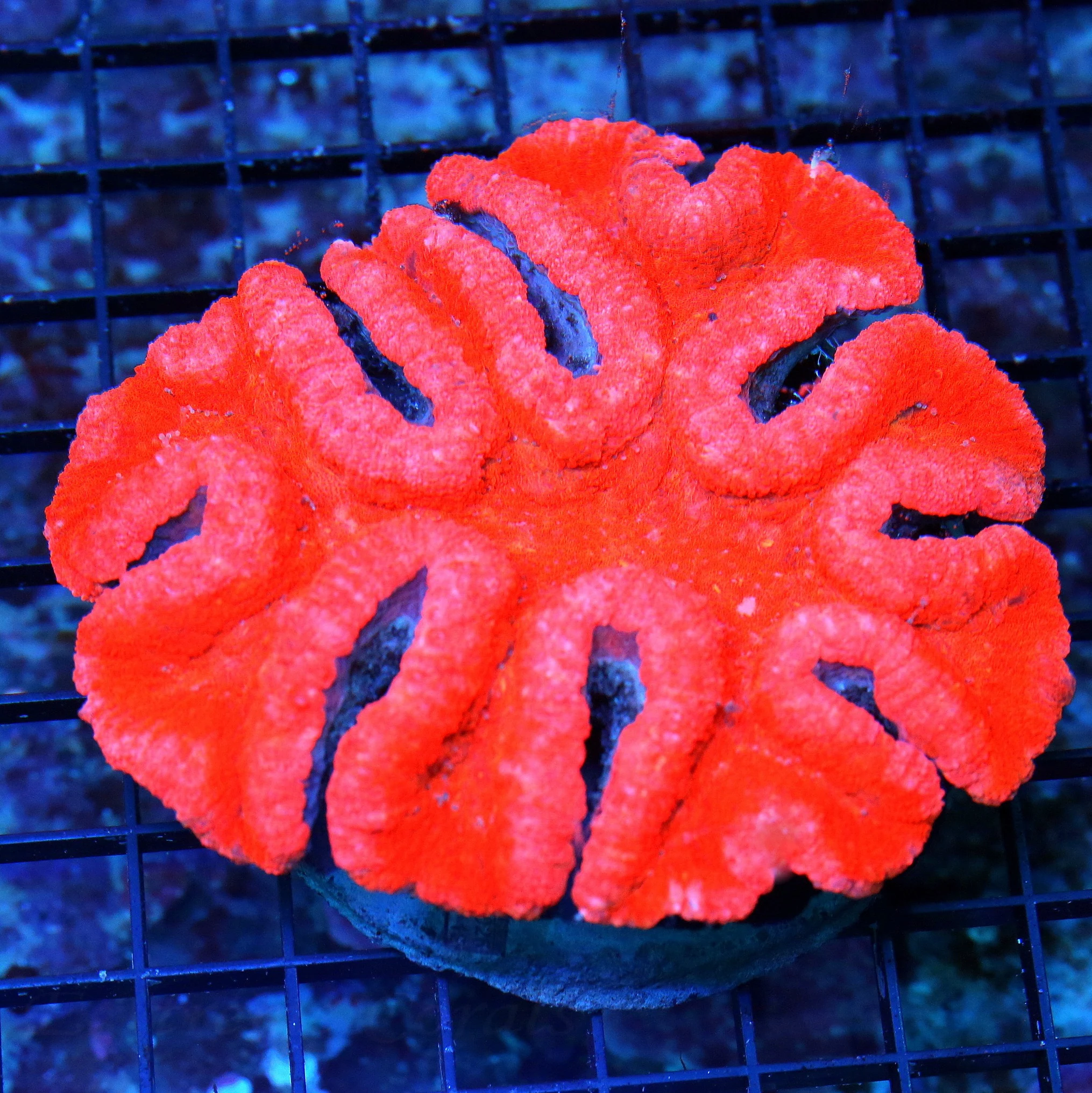 5.5X5 LARGE PINK RIMMED ULTRA RED SHUPER COLORED LOBOPHYLLIA!!!