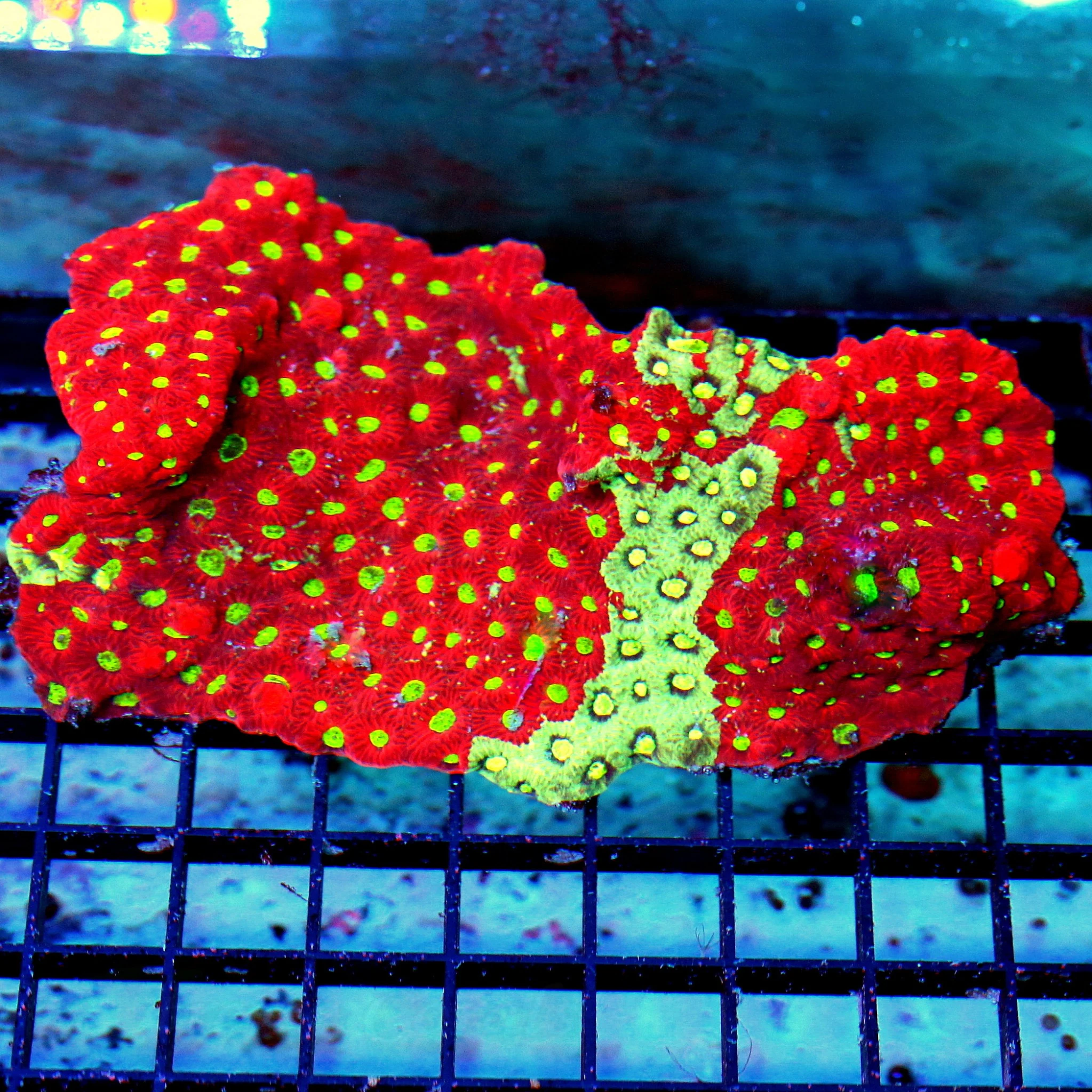 7X4.5 XXL SUPER ULTRA COLORED ULTRA GRADE MULTICOLORED SHOWPIECE WAR CORAL FAVITES