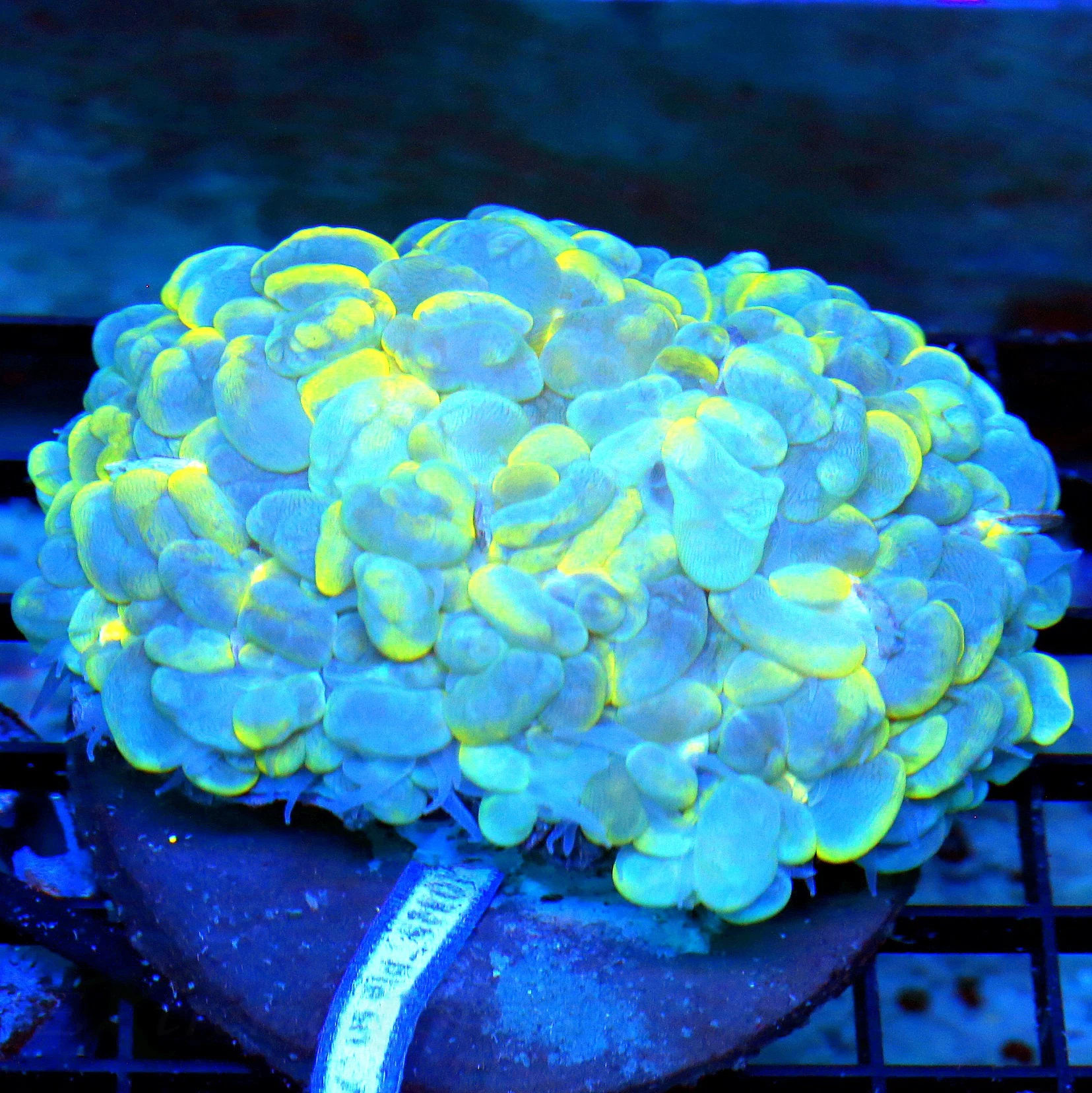 5.5X4.5 HANDPICKED BY SCOTT VEYR VEYR SPECIAL BLUE AND YELLOW AUSSIE CATSEYE BUBBLE-THIS IS SPECTACU