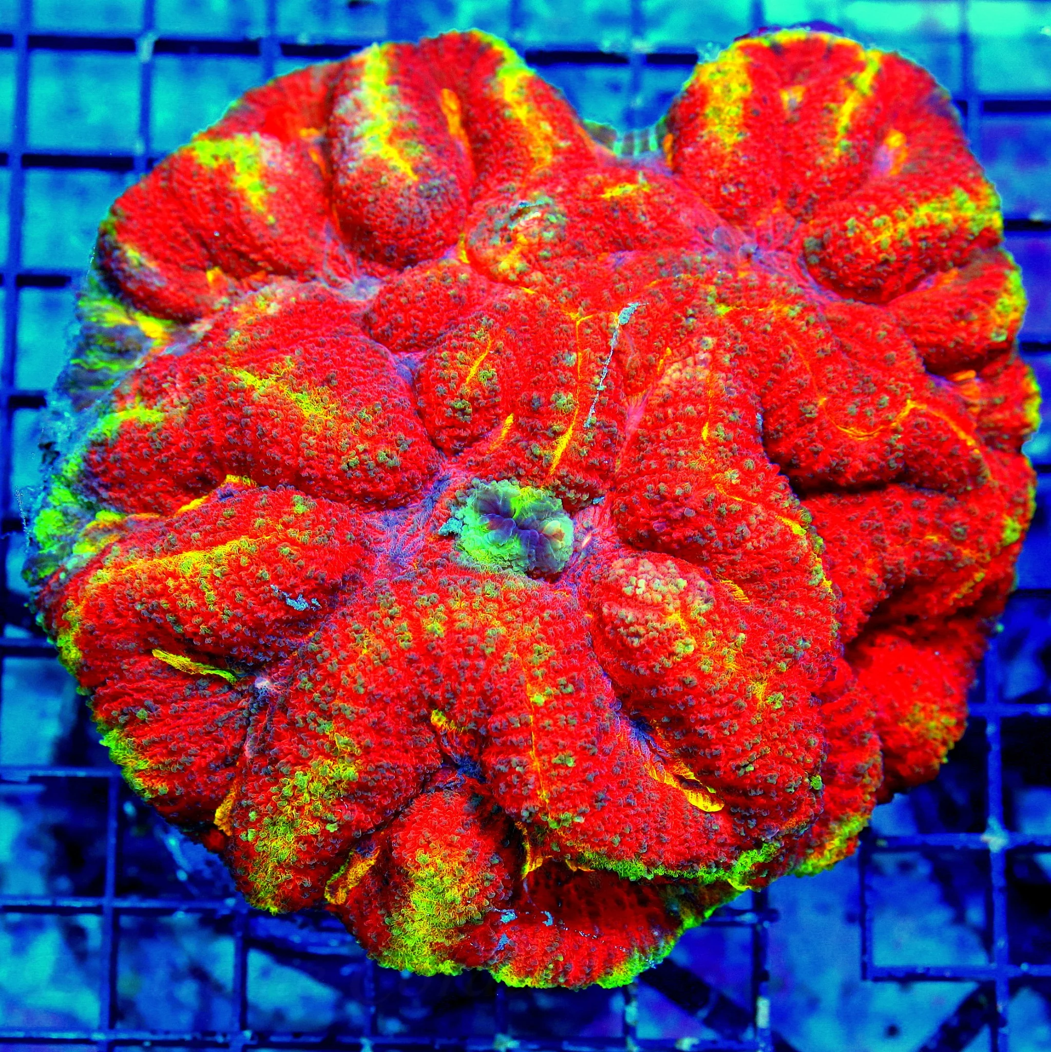 6X6 XL SCOTT'S HANDPICKED ULTRA GRADE ULTIMATE SHOWPIECE LOBOPHYLLIA-THIS IS TOTALLY INSANE