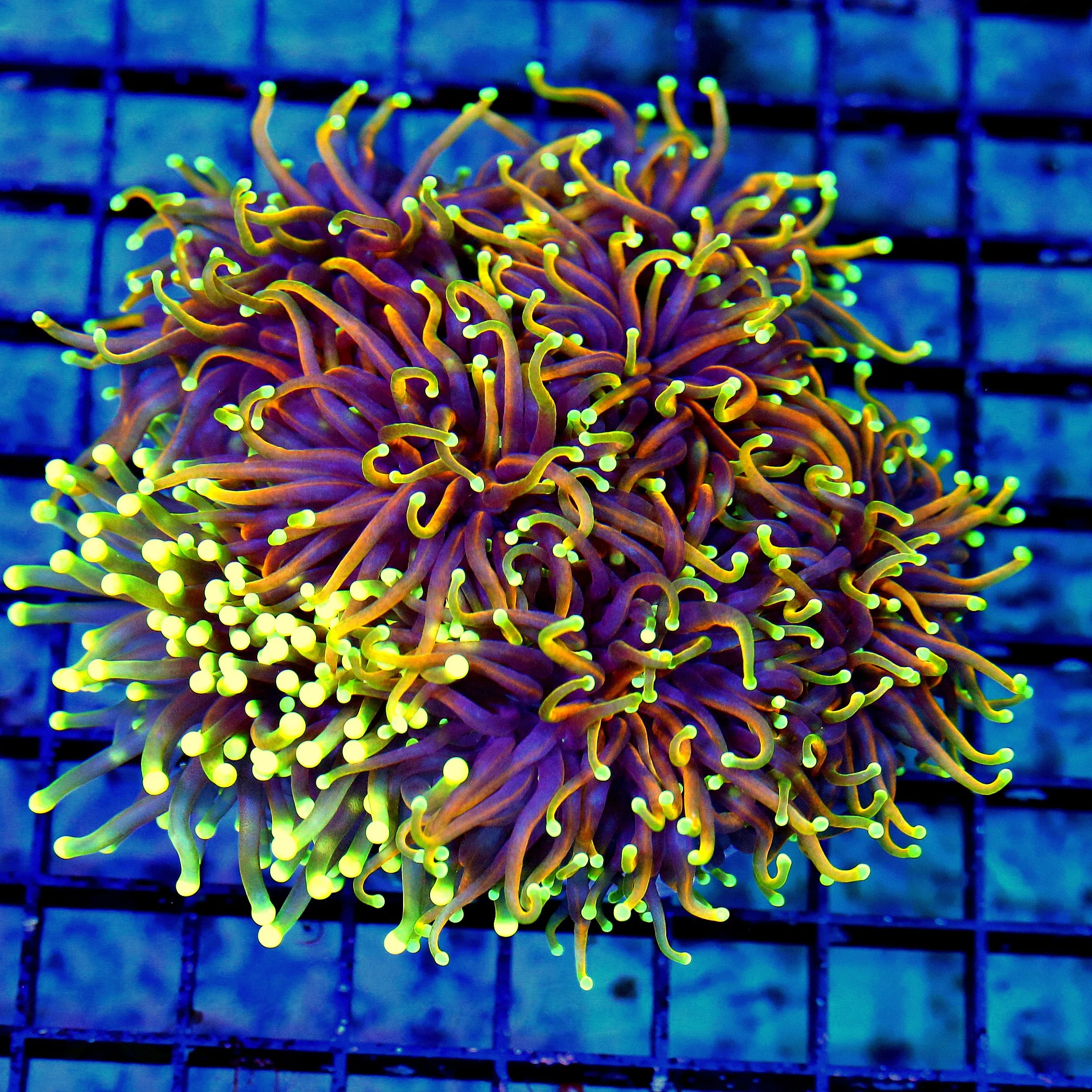 6X6 XXL COMBO ULTRA GRADE SUPER ULTRA COLORED DRAGON SOUL BONUS YELLOW TIPPED ORANGE INDO TORCH