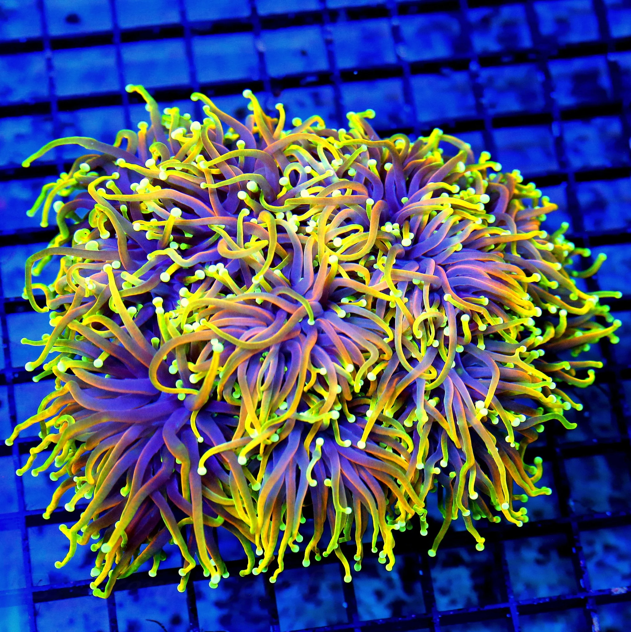 7X6  XXL 24K-JESTER MORPH INDO TORCH THIS IS A VERY VERY SPECIAL COLLECTORS ITEM INDO TORCH