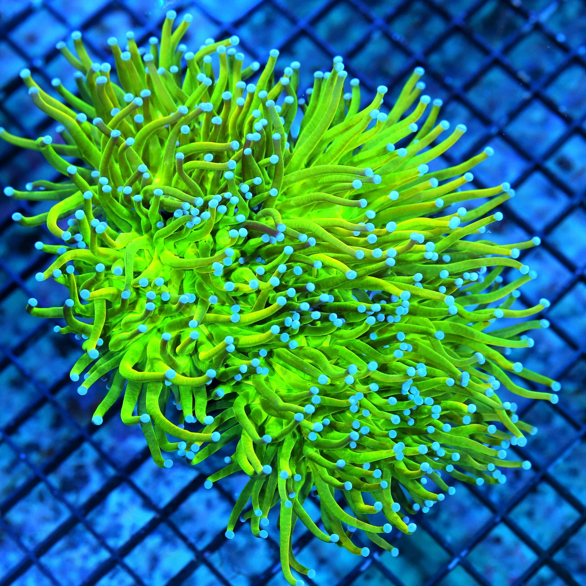 7X6 GIANT SUPER SUPER SUPER BLUE TIPPED GIANT NEON TOXIC GREEN COTTON CANDY INDO TORCH