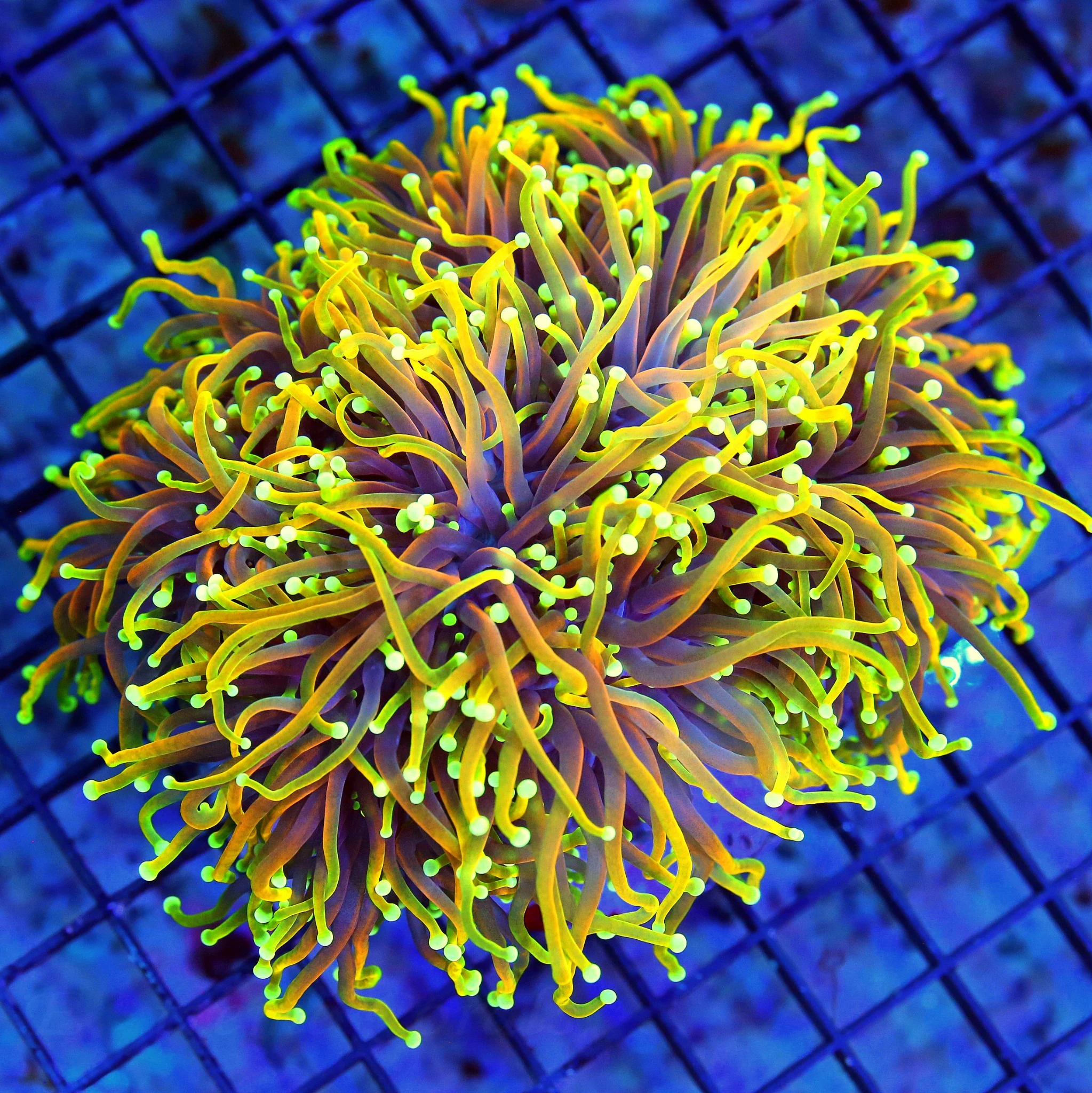 6.5X6  XXL 24K-JESTER MORPH INDO TORCH THIS IS A VERY VERY SPECIAL COLLECTORS ITEM INDO TORCH