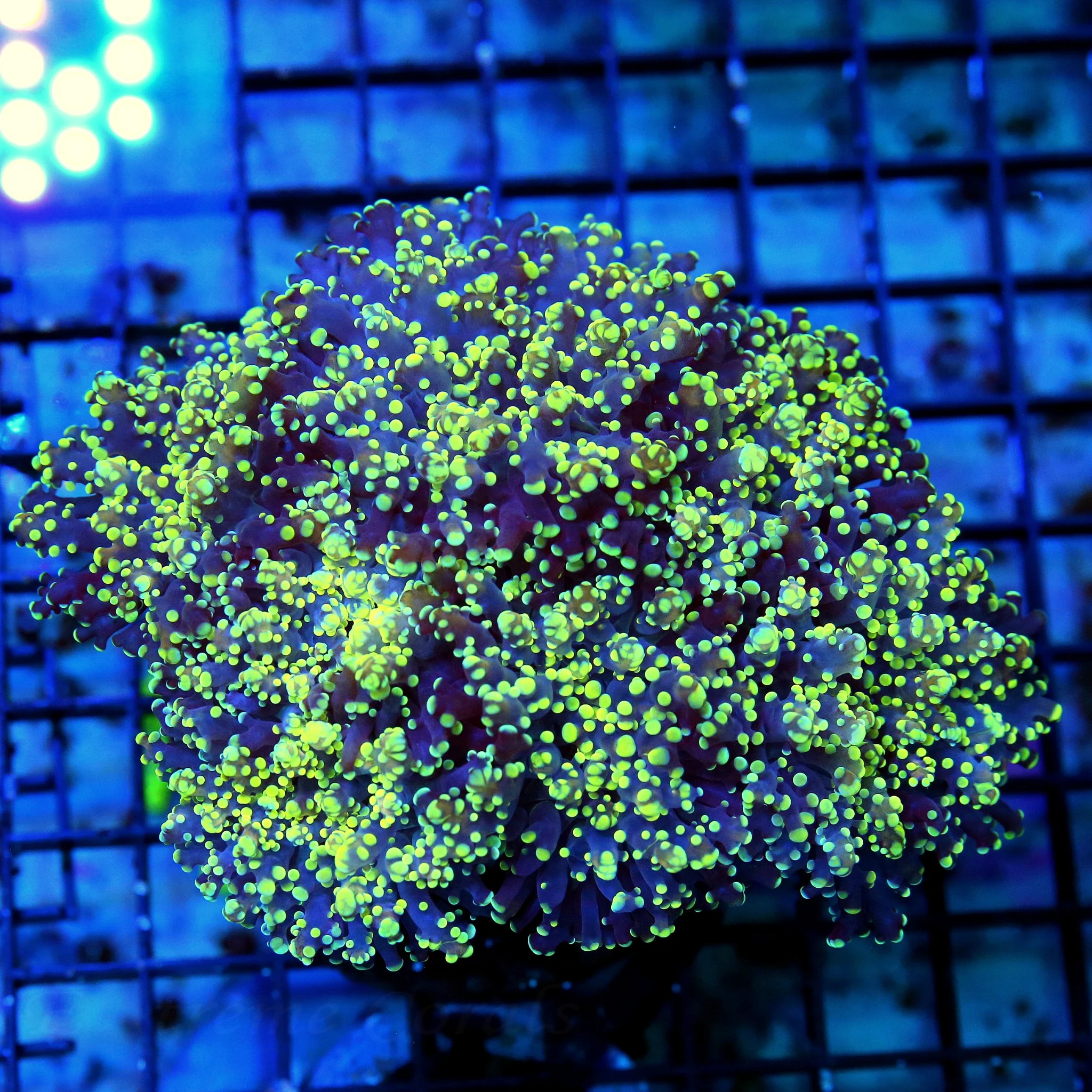 6X5 VERY VERY RARE COLOR-SUPER PURPLE TENTACLED YELLOW TIPPED SHOWPIECE OCTOSPAWN