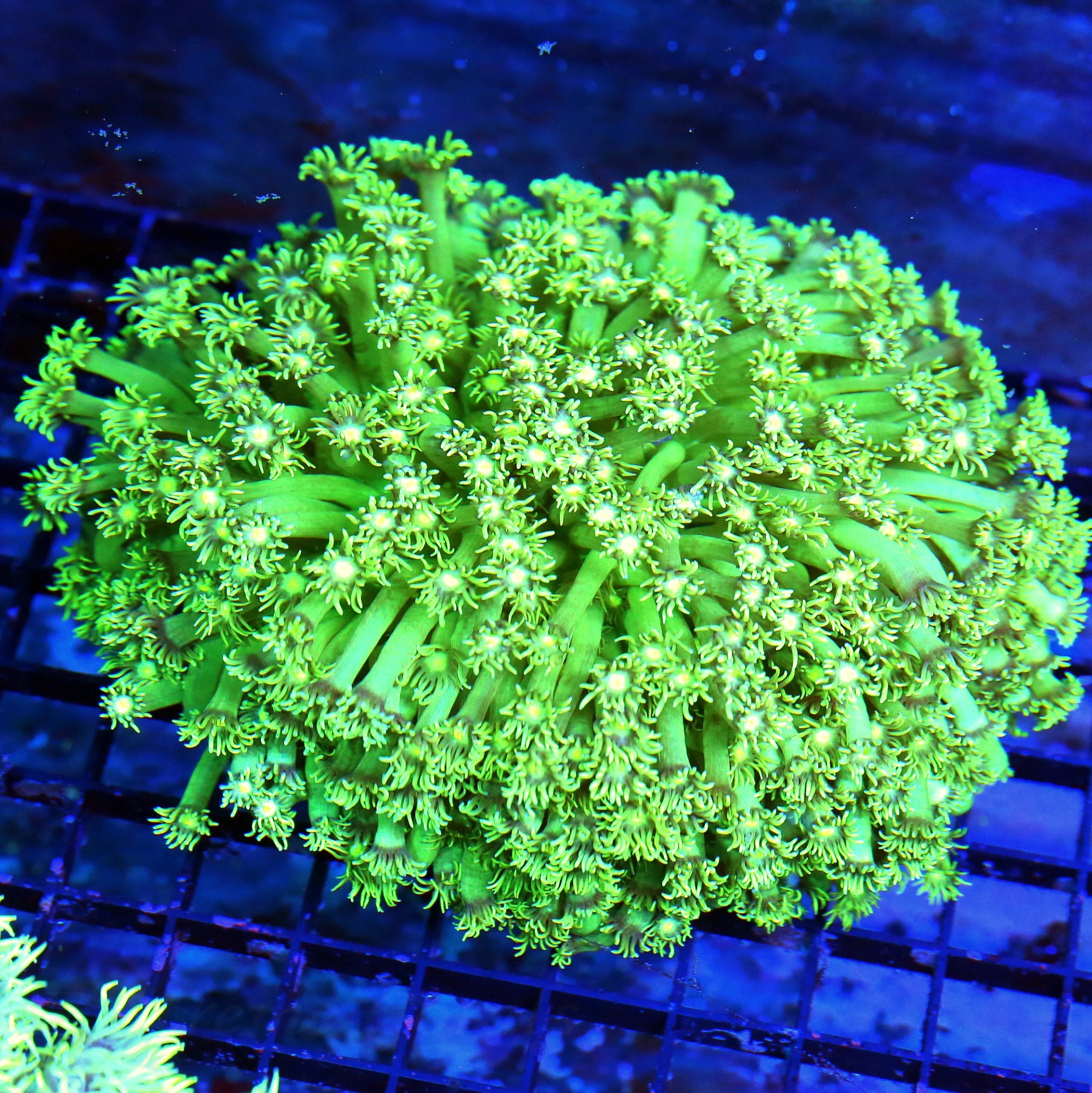 8X8 SUPER LONG TENTACLED AUSSIE ULTRA COLORED ULTRA GRADE GONIOPORA-THESE ARE AWESOME
