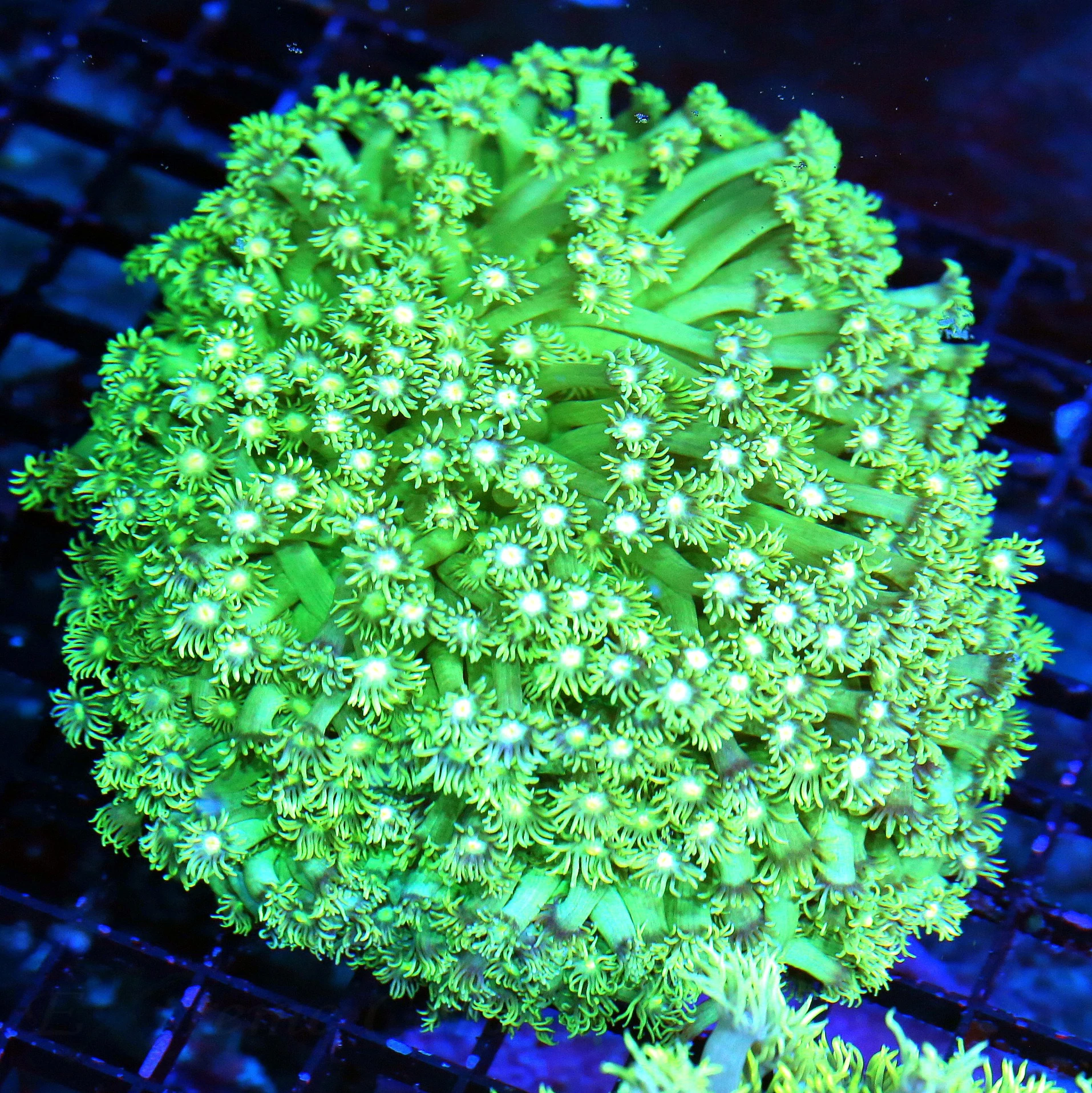 8X8 SUPER LONG TENTACLED AUSSIE ULTRA COLORED ULTRA GRADE GONIOPORA-THESE ARE AWESOME