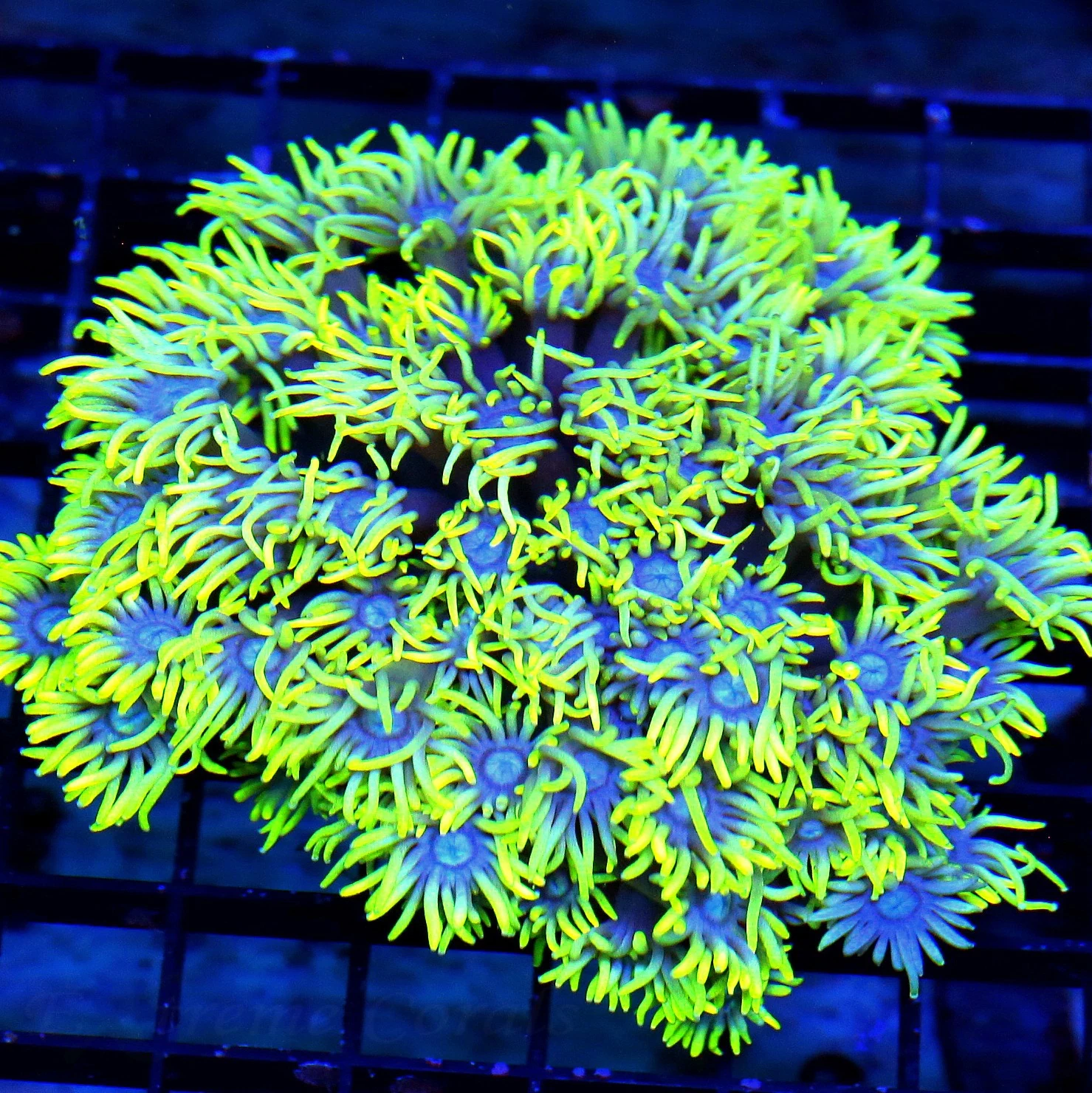 5X5 LARGE SUPER BLUE JEWELED EYED SCREAMING NEON YELLOW ULTRA COLORED INDO GONIOPORA