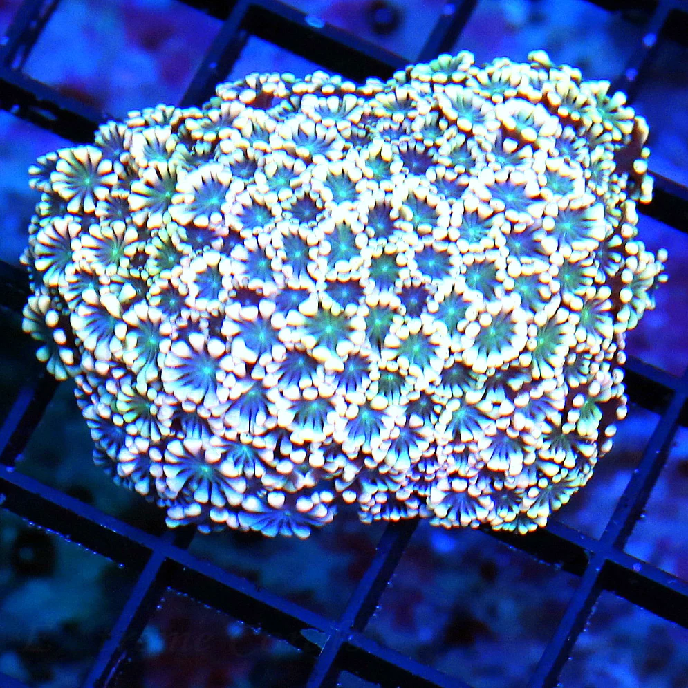 3 SUPER SUPER PINK GREEN JEWELED EYED AUSSIE GONIOPORA-VERY VERY NICE!!