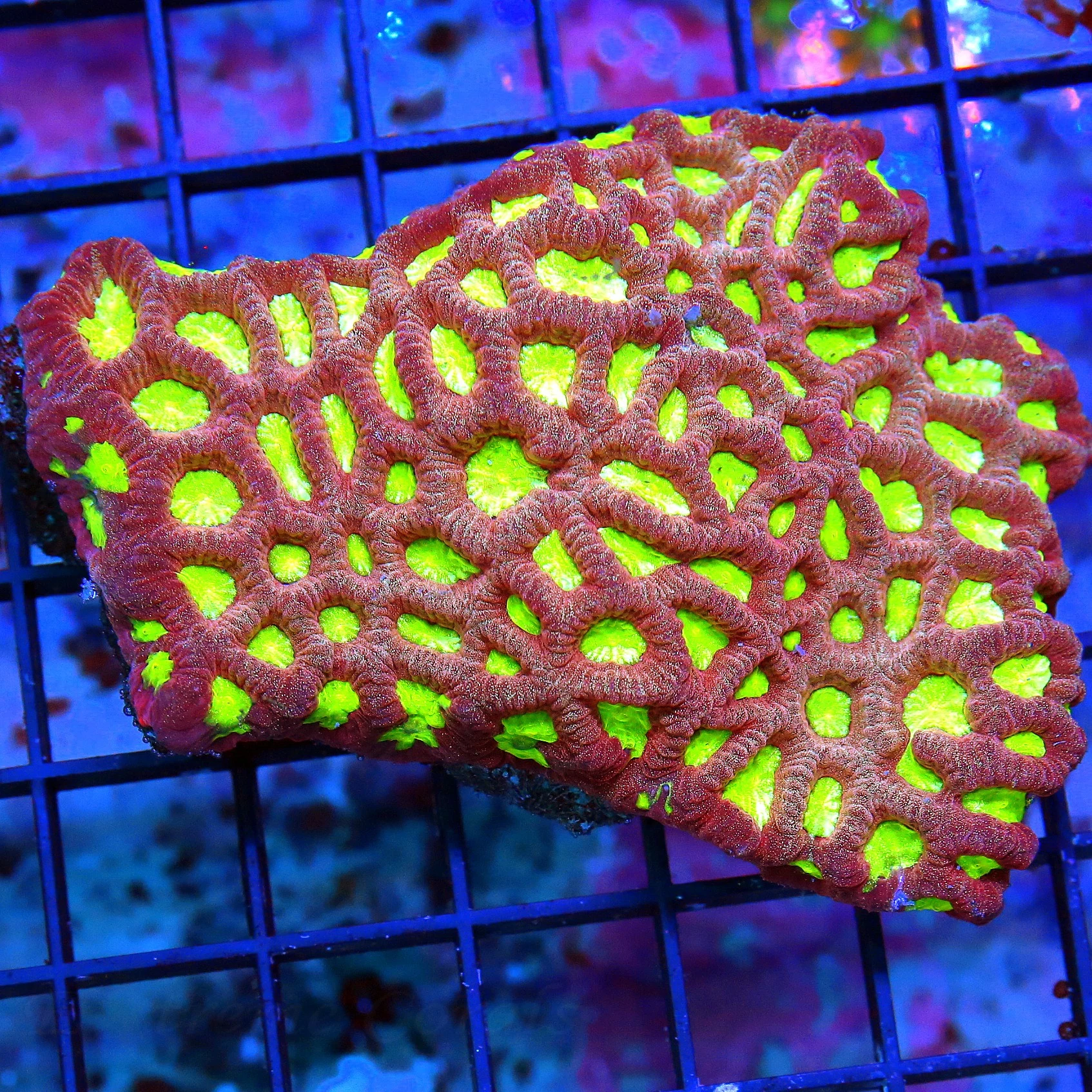 4X3 SUPER SUPER NEON NEON FIRCRACKER RED YELLOW ALIEN EYED SUPER SHOW FAVIA BRAIN