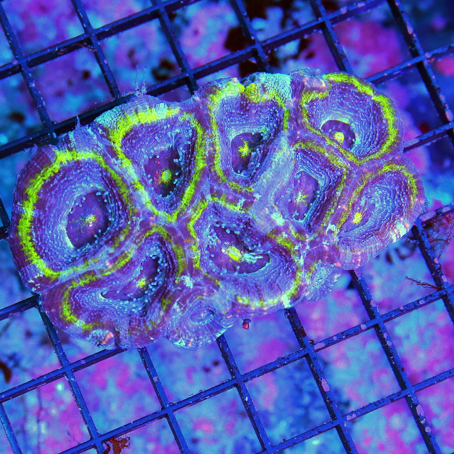 4X3.5 OUT OF THIS WORLD VERY VERY HARD TO GET ULTRA COLORED PURPLE MULTICOLORED ACANTHASTREA BOWERBA