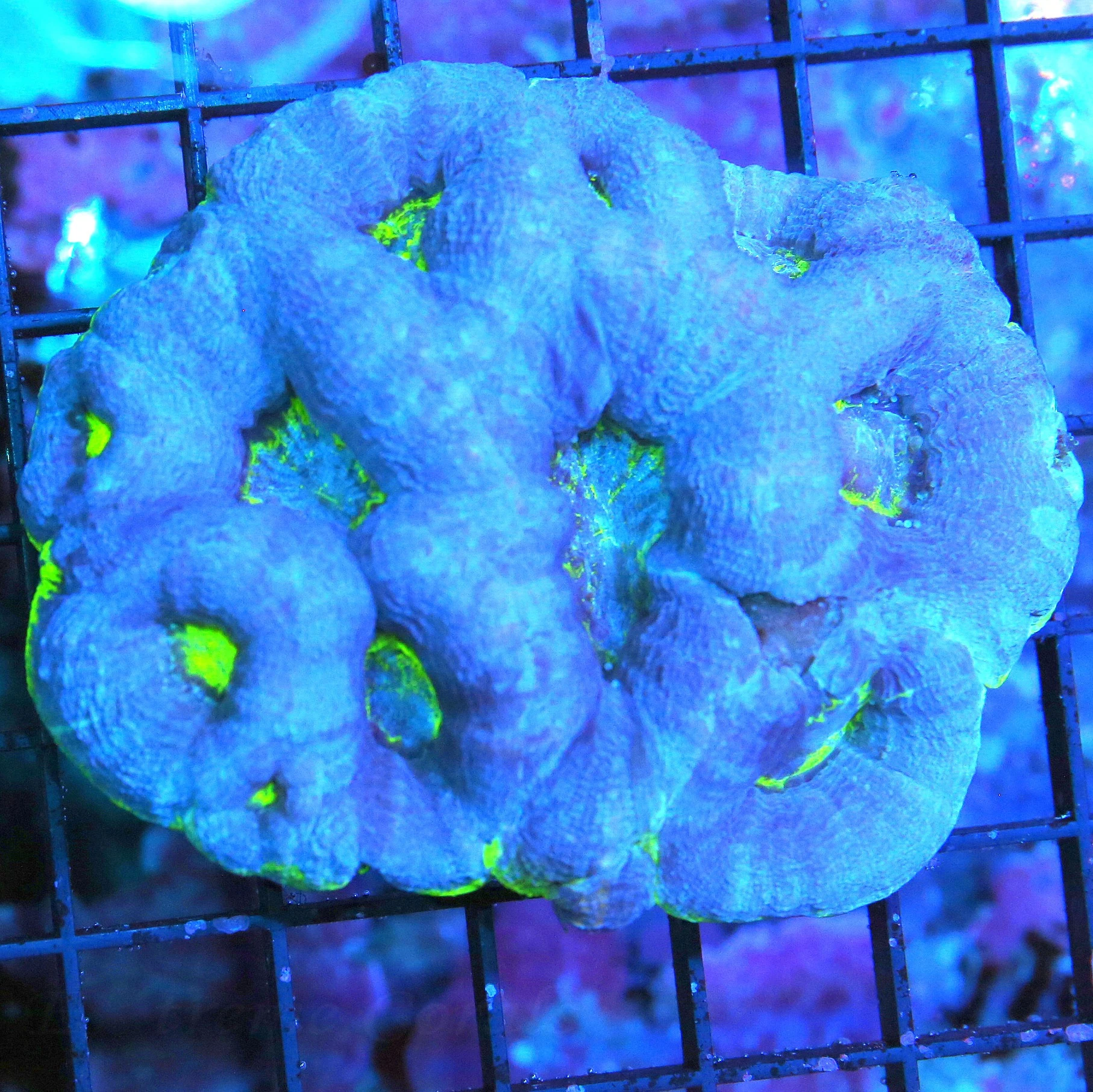 4X4 TOTALLY AWESOME SUPER BLUE GREEN ALIEN EYED ULTRA GRADE VERY VERY NICE AUSSIE ACANTHASTREA BOW