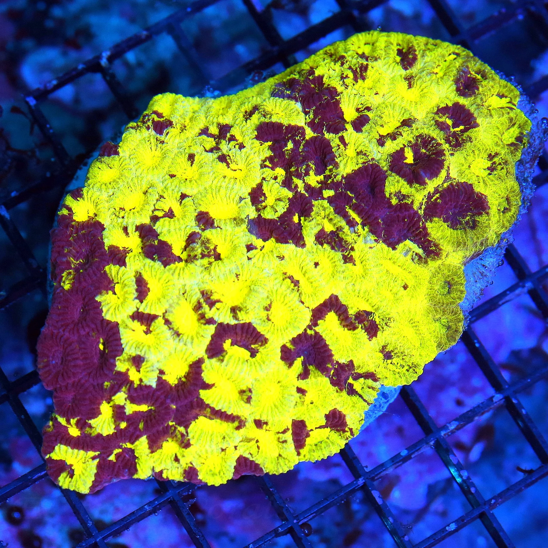 5X4.5 THIS IS A MINJDBLOWER GLOW IN THE DARK NEON NEON HIGHLIGHTER YELLOW MARRON RED PAINTED ULTIMAT
