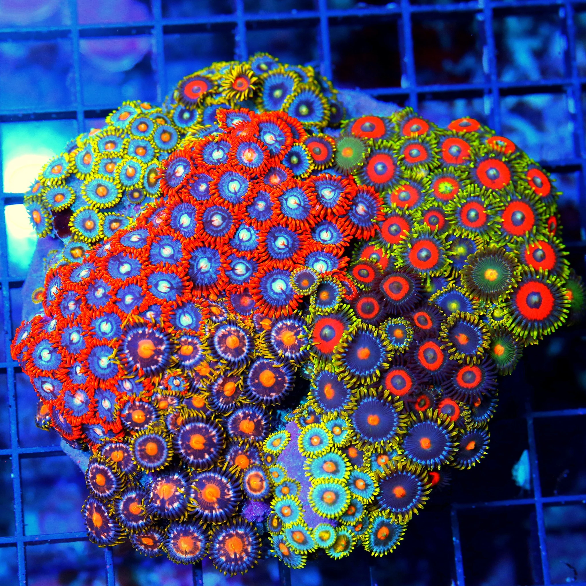 WYSIWYG 5X5 COMBO ZOANTHID CORAL - ULTRA GRADE HAPPY FAMILY COMBO ZOANTHID CORAL COLONY STUNNING live coral for sale - Extreme Corals