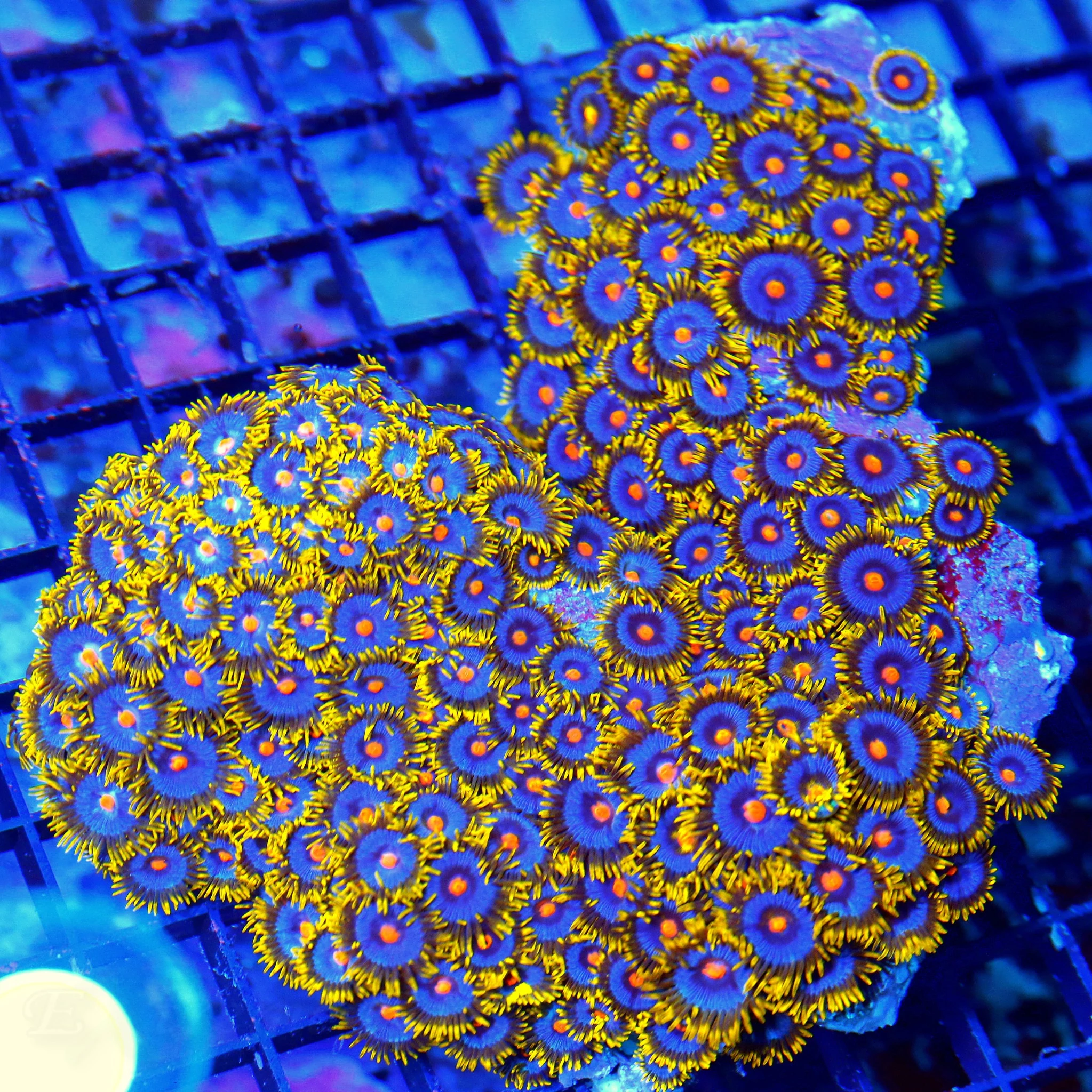WYSIWYG 6.5X5 VERY VERY SPECIAL ULTRA COLORED COLLECTOR ITEM ZOANTHID COLONY XXL live coral for sale - Extreme Corals