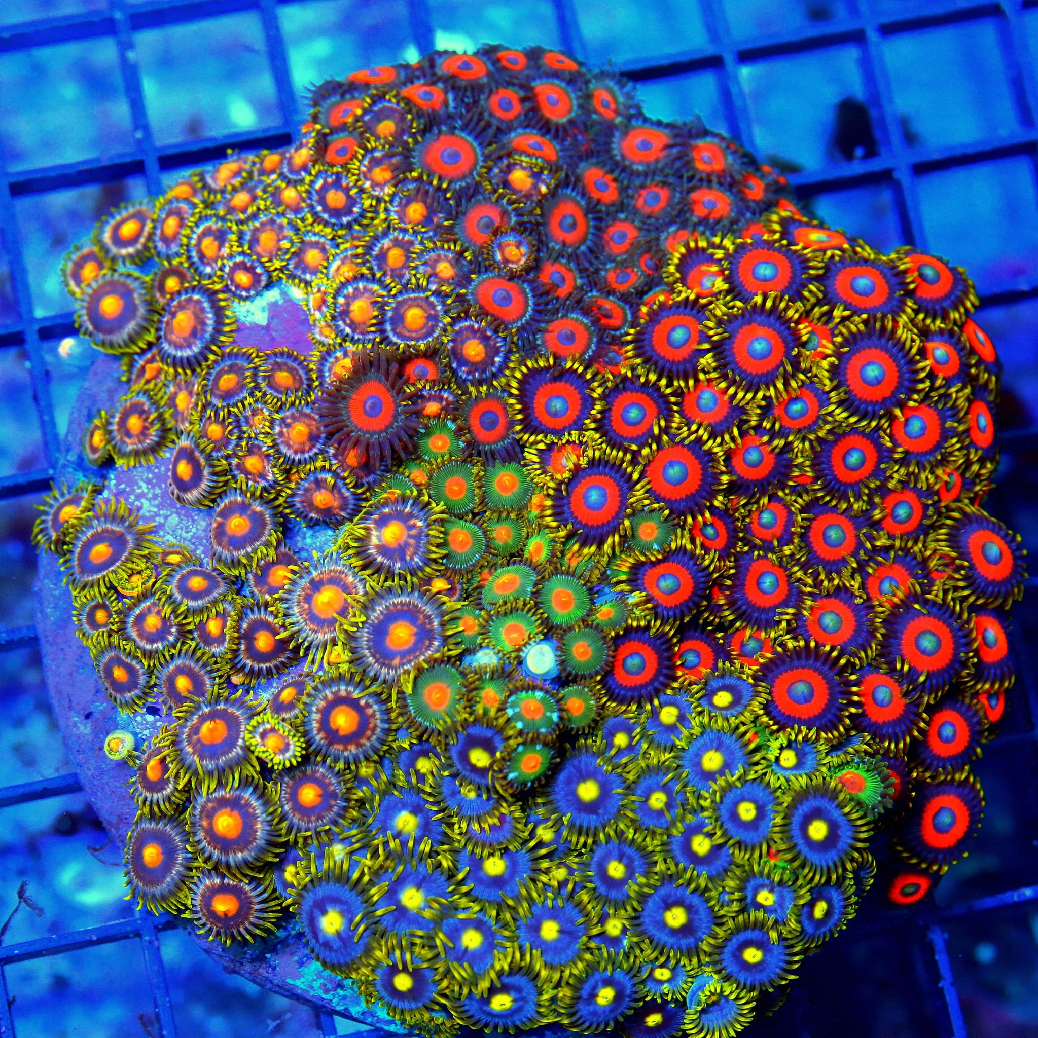 WYSIWYG 5X5 COMBO ZOANTHID CORAL - ULTRA GRADE HAPPY FAMILY COMBO ZOANTHID CORAL COLONY STUNNING live coral for sale - Extreme Corals