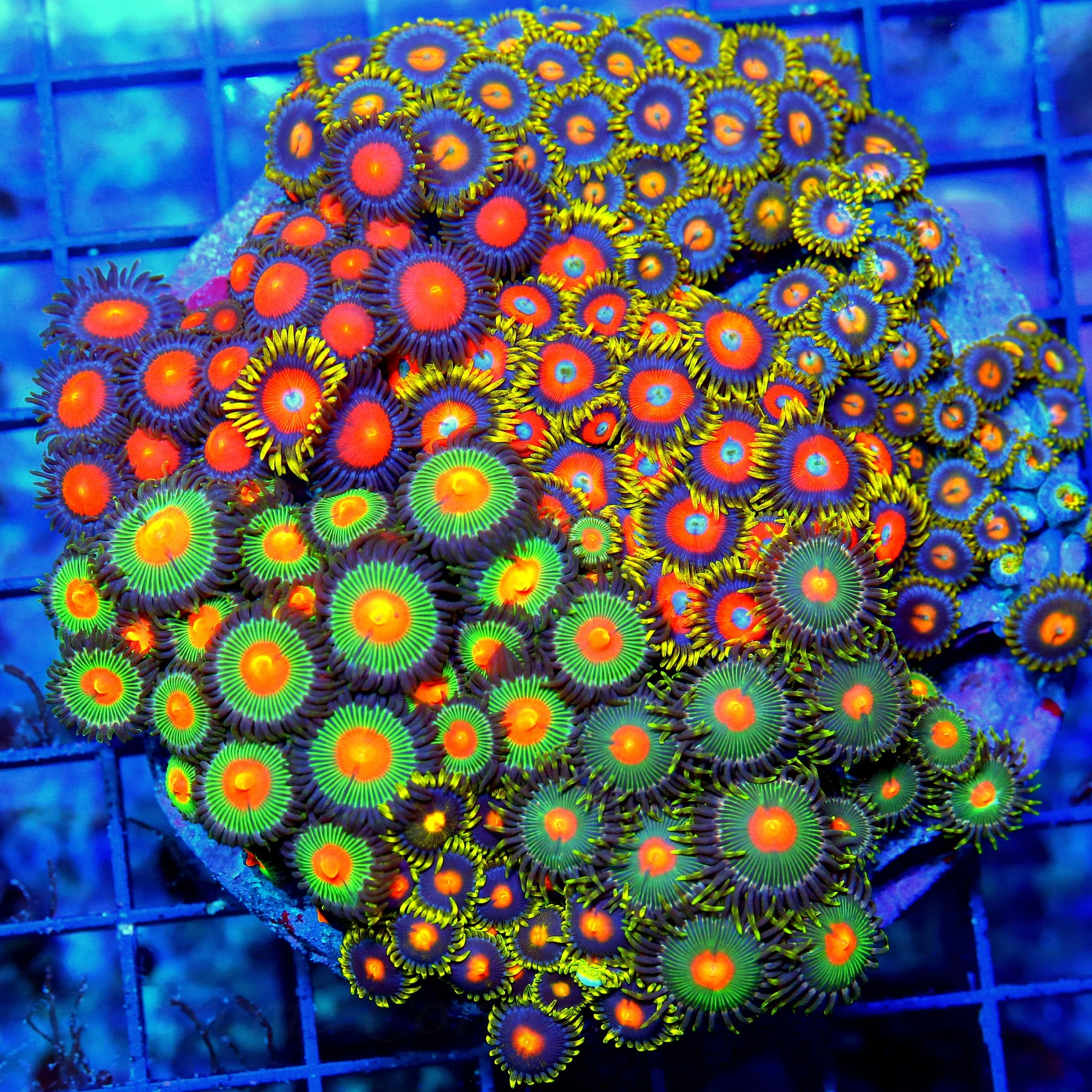 WYSIWYG 5X5 COMBO ZOANTHID CORAL - ULTRA GRADE HAPPY FAMILY COMBO ZOANTHID CORAL COLONY STUNNING live coral for sale - Extreme Corals