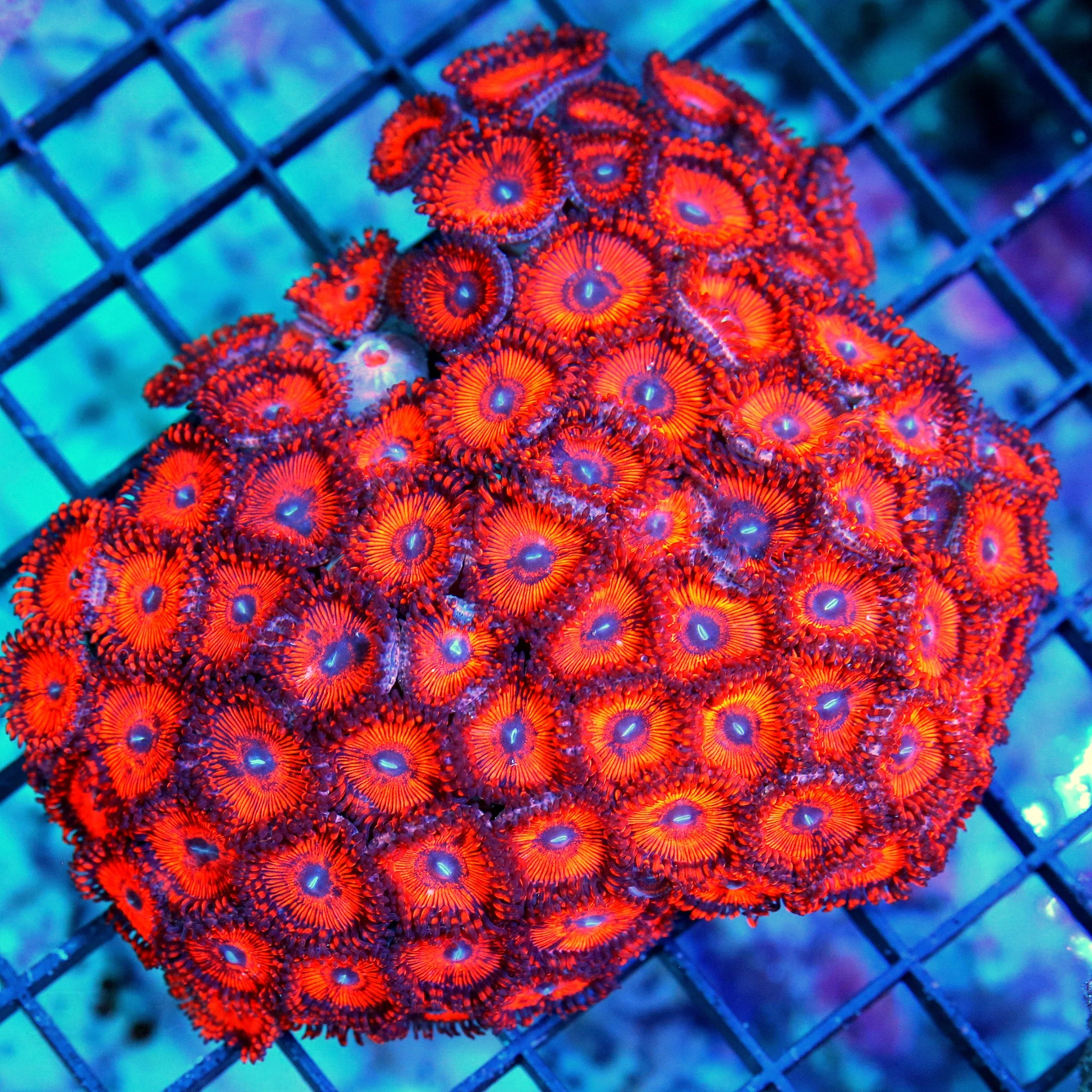 WYSIWYG 5X4 SCOTT XL HANDPICKED KEDS RED ULTRA ULTRA ZOANTHID COLONY-INCREDIBLE COLOR live coral for sale - Extreme Corals