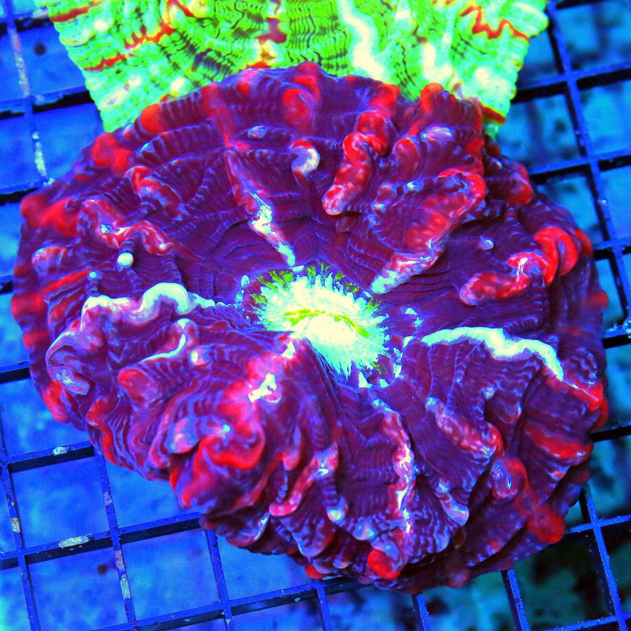 WYSIWYG 6X6 XXL MASTER INDOPHYLLIA-SCOTT'S HANDPICKED ULTRA GRADE ULTIMATE SHOWPIECE INDOPHYLLIA live coral for sale - Extreme Corals