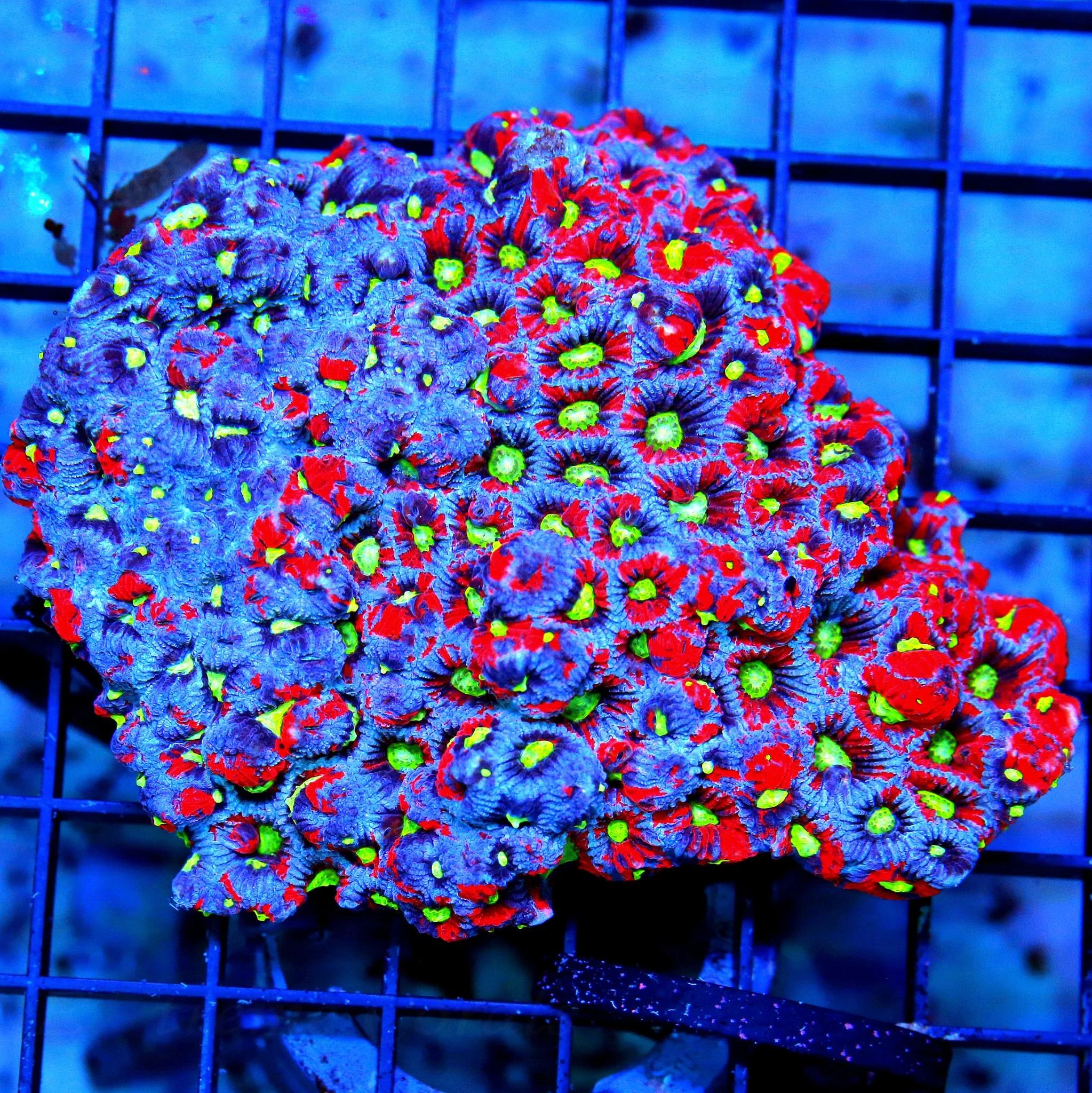 WYSIWYG 4.5X4HANDPICKED SUPER ULTRA COLORED ONE OF A KIND SHOWPIECE WAR CORAL FAVITES-SPECTACULAR live coral for sale - Extreme Corals
