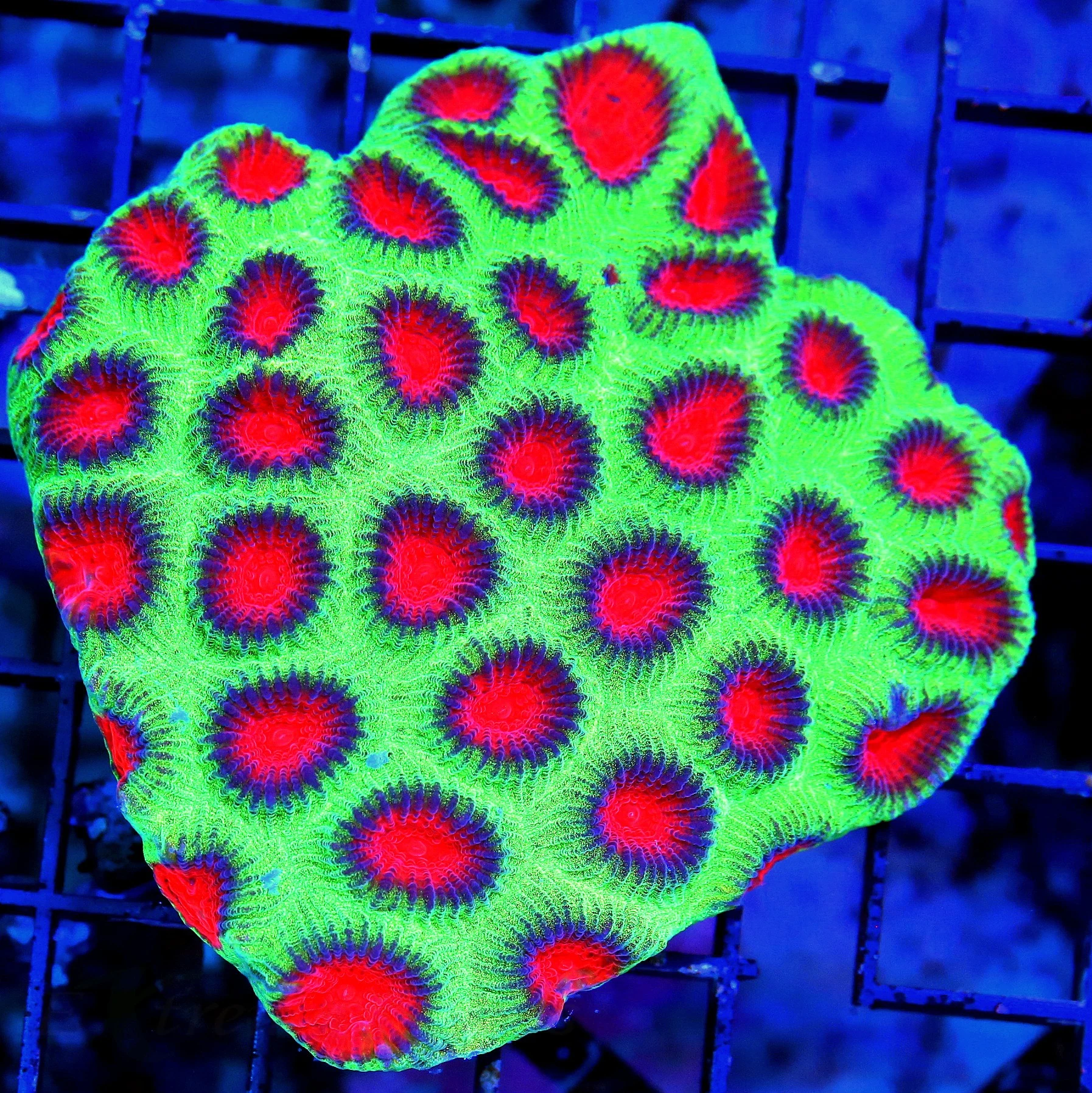 WYSIWYG 4X4 ULTRA COLORED ULTRA GRADE TRICOLOR WATERMELON FAVIA-VERY VERY INTENSE COLOR live coral for sale - Extreme Corals