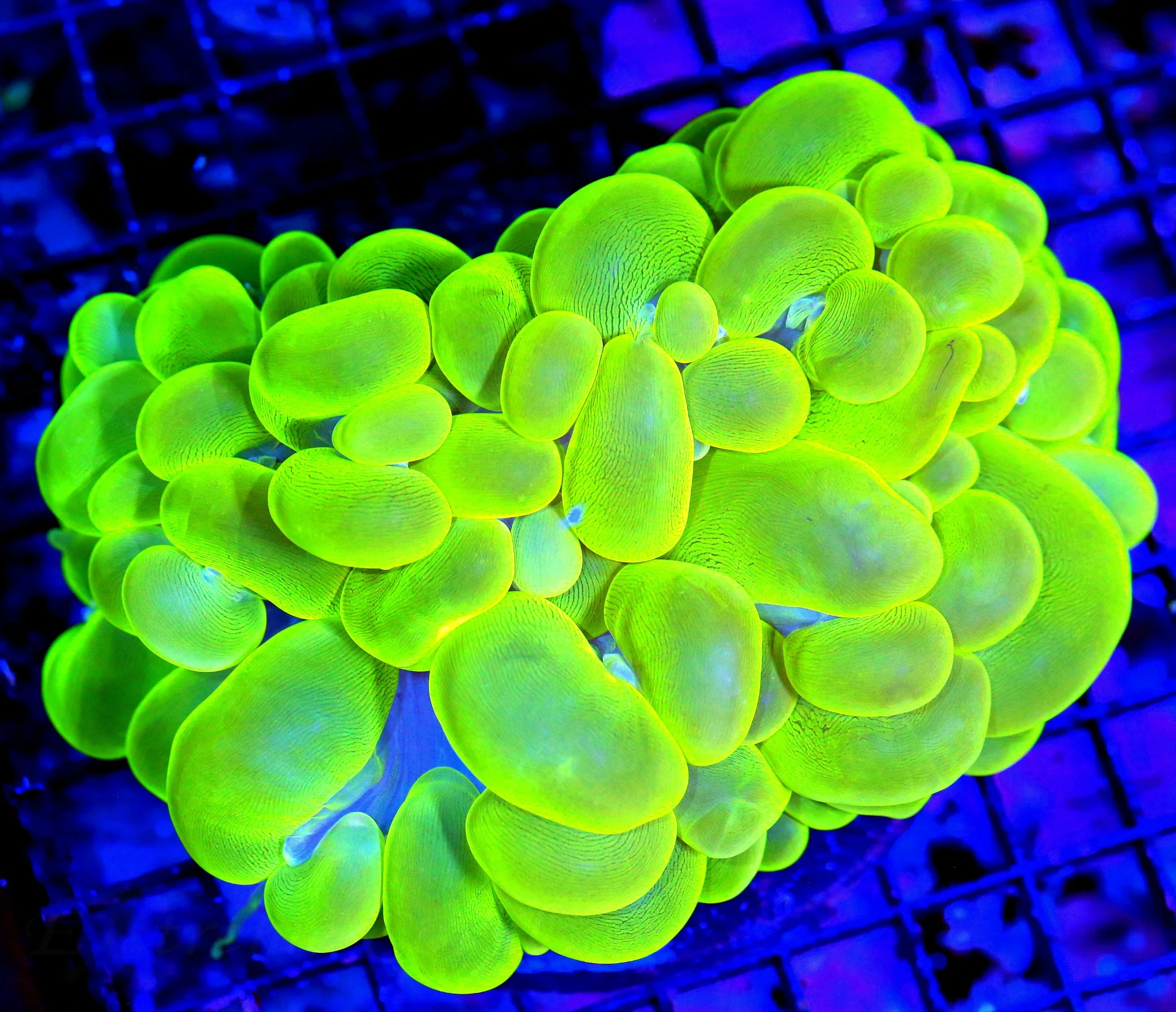 WYSIWYG 6X5 HANDPICKED BY SCOTT GOLDEN MARINDO CULTURED GIANT NEON SUPER GREEN BUBBLE live coral for sale - Extreme Corals