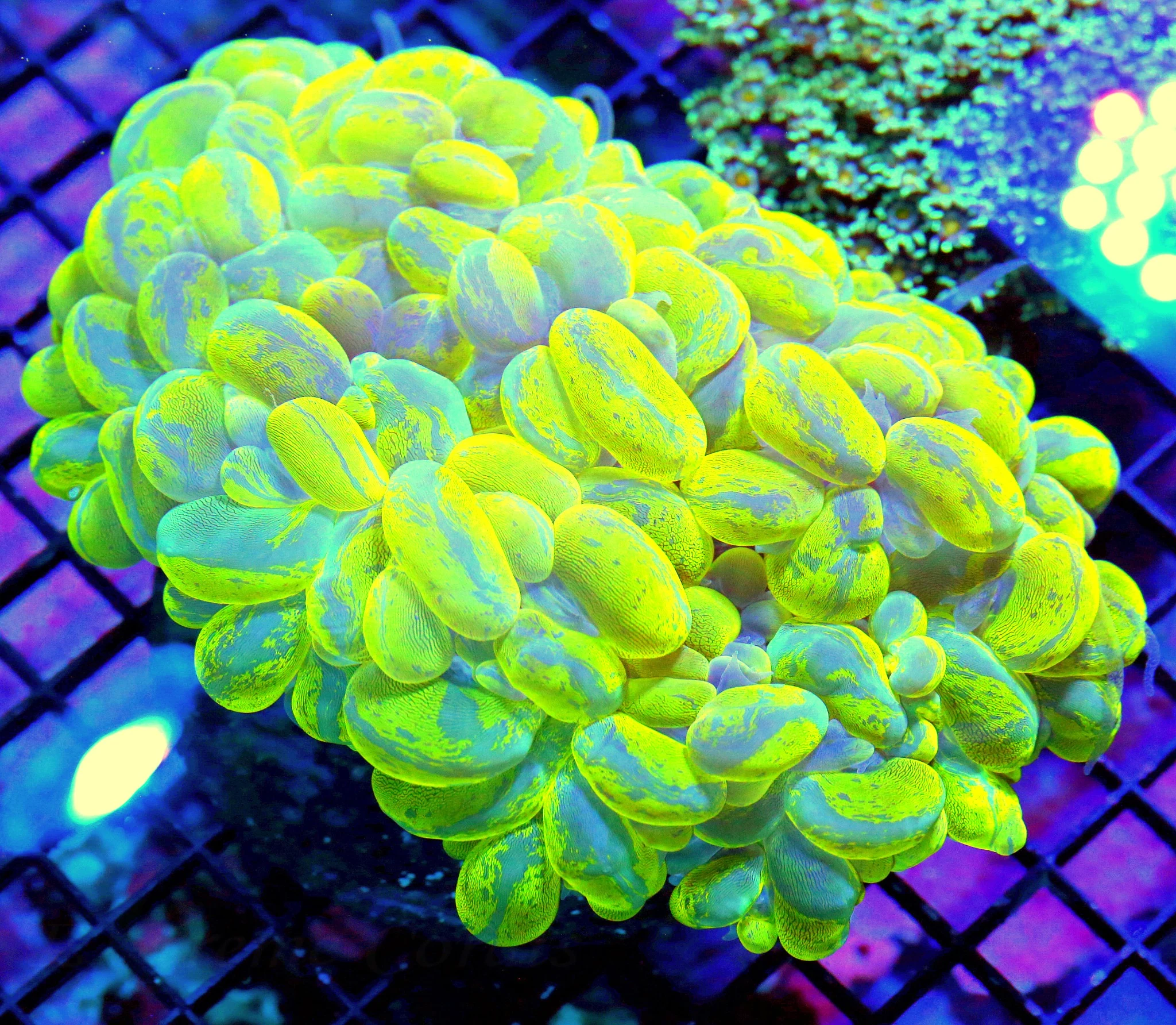 WYSIWYG 7X5.5 HANDPICKED BY SCOTT GOLDEN MARINDO CULTURED GIANT YELLOW AND BLUE SPLATTER CATESEYE BUBBLE live coral for sale - Extreme Corals