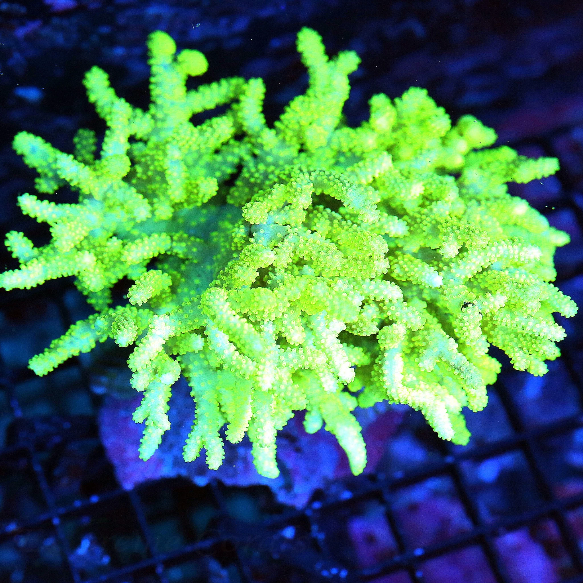 WYSIWYG 6X6 EXTREMELY HARD TO GET SUPER COLORED "INDO SPAGHETTI SINULARIA LEATHER" live coral for sale - Extreme Corals