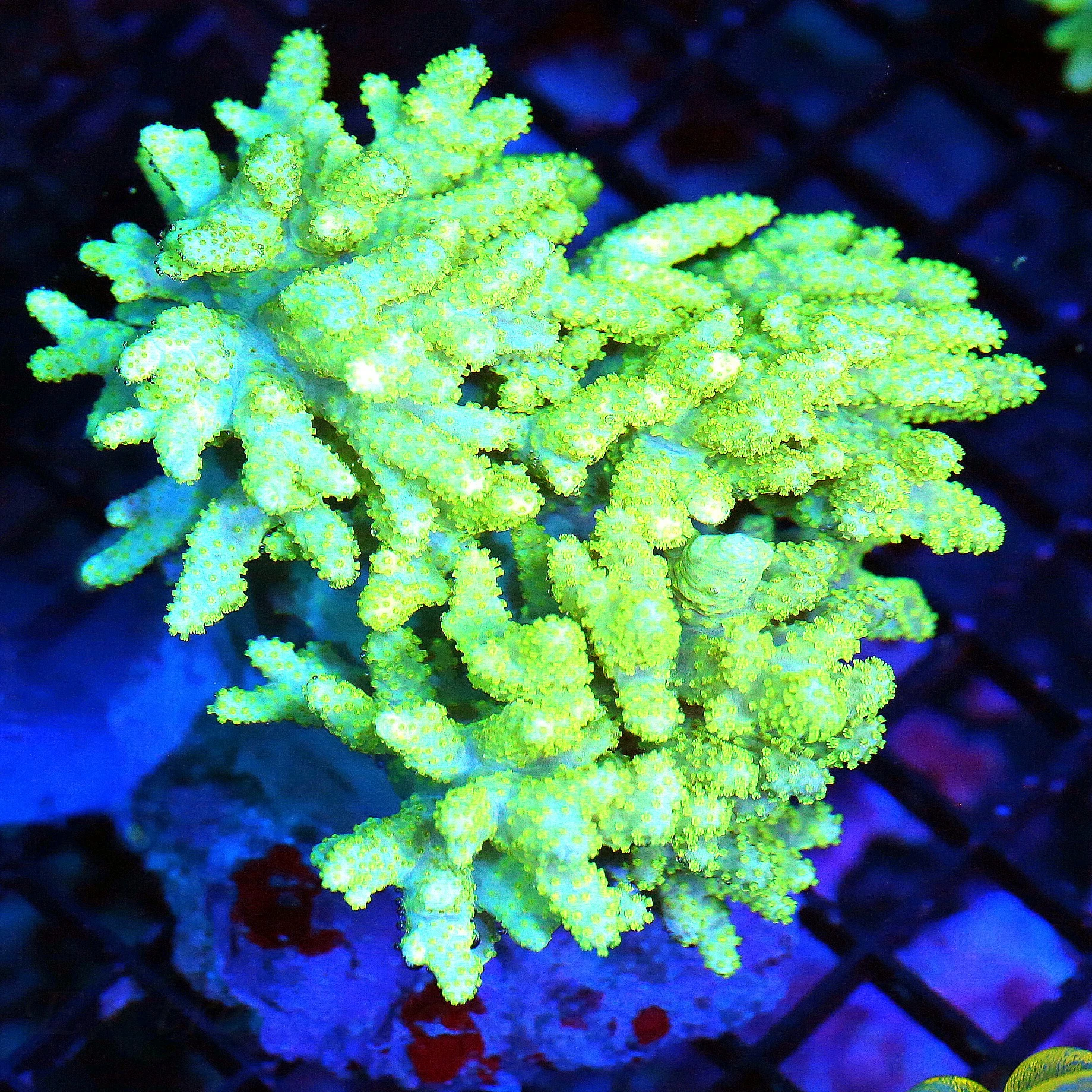 WYSIWYG 6X6 EXTREMELY HARD TO GET SUPER COLORED "INDO SPAGHETTI SINULARIA LEATHER" live coral for sale - Extreme Corals