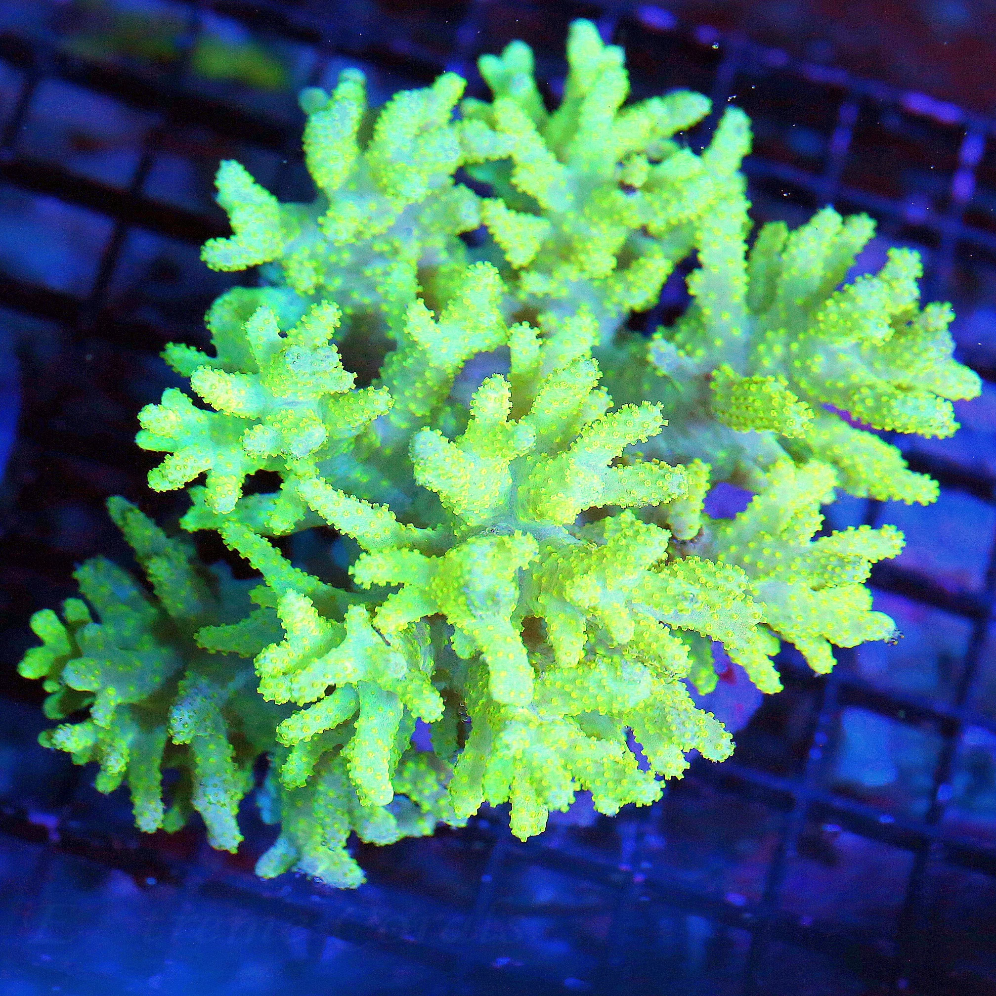 WYSIWYG 6X6 EXTREMELY HARD TO GET SUPER COLORED "INDO SPAGHETTI SINULARIA LEATHER" live coral for sale - Extreme Corals