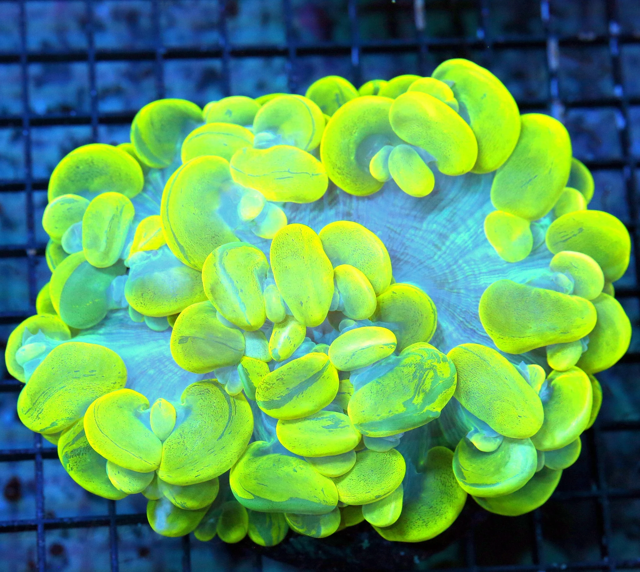 WYSIWYG 7X5.5 HANDPICKED BY SCOTT GOLDEN MARINDO CULTURED GIANT YELLOW AND BLUE SPLATTER CATESEYE BUBBLE live coral for sale - Extreme Corals