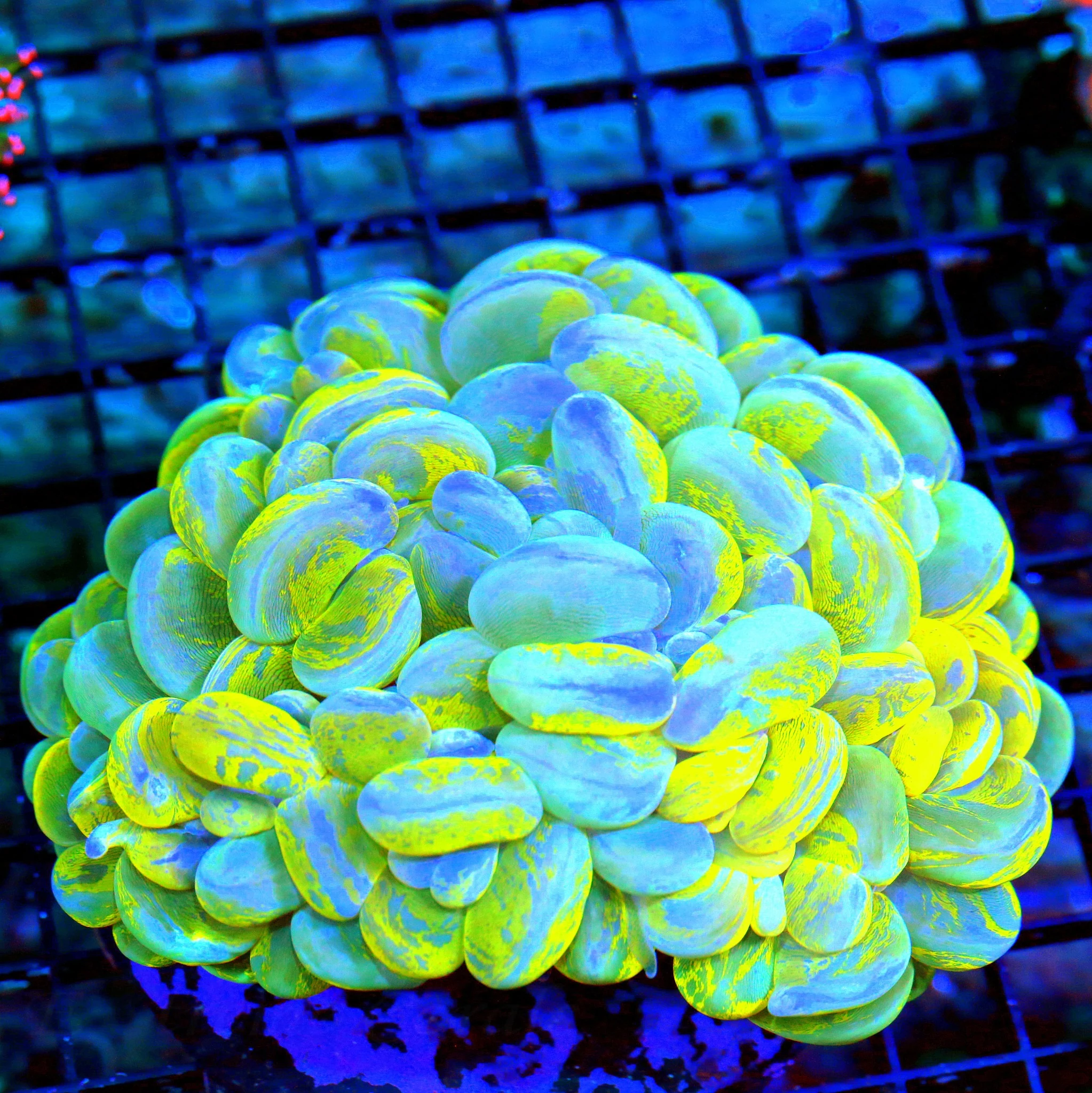 WYSIWYG 7X5.5 HANDPICKED BY SCOTT GOLDEN MARINDO CULTURED GIANT BLUE AND YELLOW SPLATTER CATESEYE BUBBLE live coral for sale - Extreme Corals