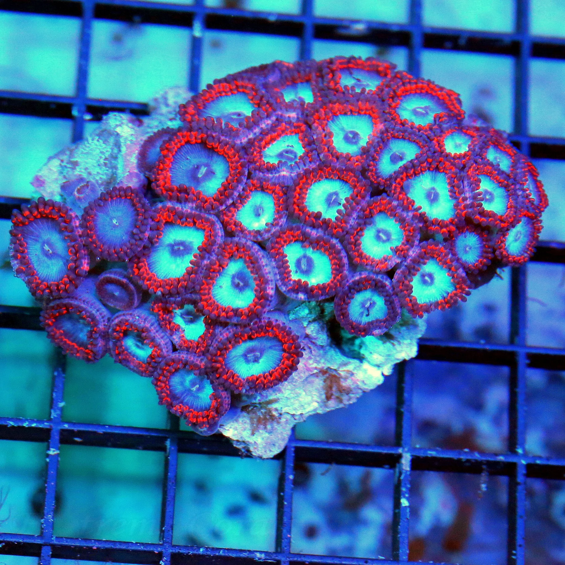 WYSIWYG 4X3.5 VERY VERY VERY HARD TO GET SUPER "SPIDERMAN PALYTHOAS" VERY VERY SPECIAL COLOR live coral for sale - Extreme Corals