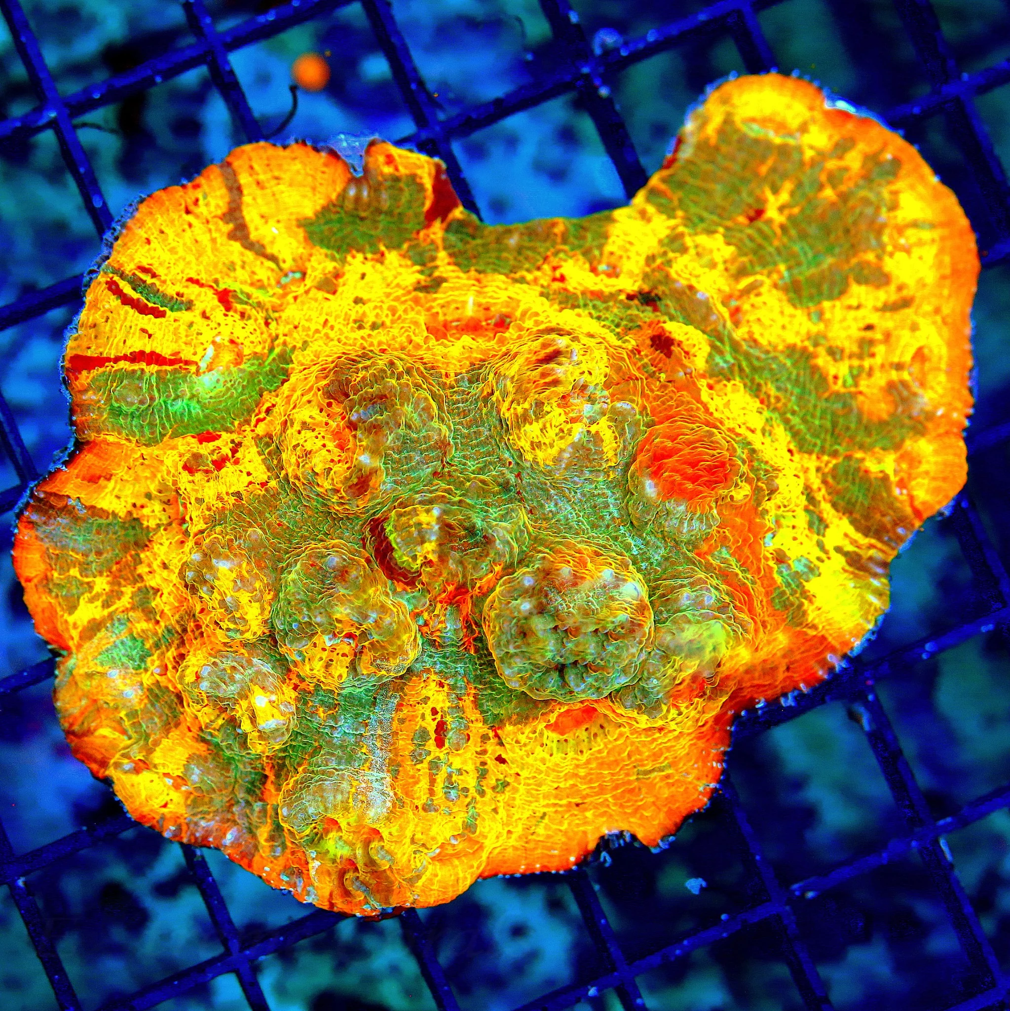 WYSIWYG 4.5X4 SUPER SUPER NEON NEON FIRCRACKER RED YELLOW ALIEN EYED SUPER SHOW FAVIA BRAIN live coral for sale - Extreme Corals