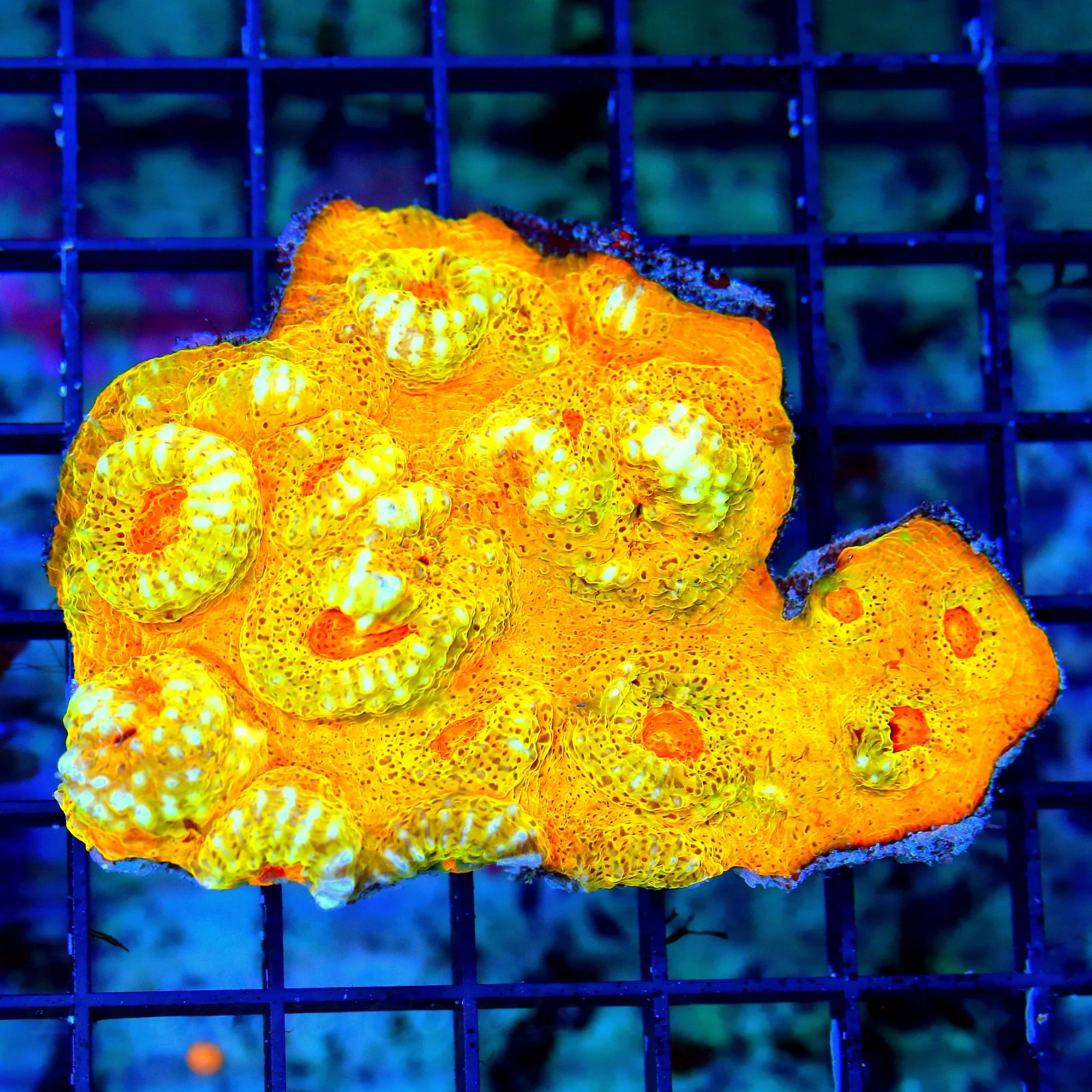 WYSIWYG 4.5X3 HANDPICKED BY SCOTT ULTRA ULTRA GRADE COLLECTORS ITEM ECHINOPHYLLIA CHALICE live coral for sale - Extreme Corals
