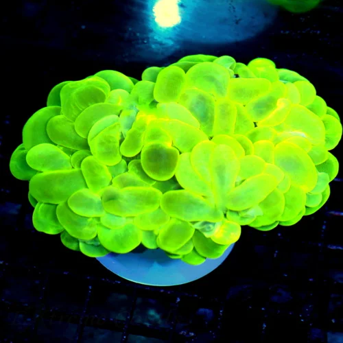 6X5 ULTRA XXL BUBBLE-SCREAMING NEON LEMONLIME YELLOW XXL ULTRA SHOW BUBBLE CORAL
