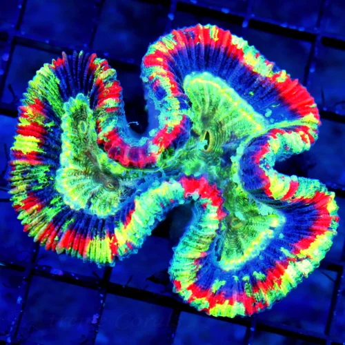 4.5X4.5 RAINBOW WELLSOPHYLLA/TRACHYPHYLLIA COLOR IS INSANE HANDPICKED ULTRA RAINBOW!!!
