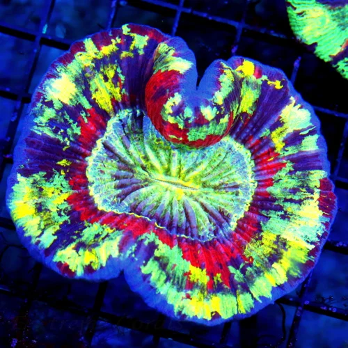 4.5X4.5 RAINBOW WELLSOPHYLLA/TRACHYPHYLLIA COLOR IS INSANE HANDPICKED ULTRA RAINBOW!!!