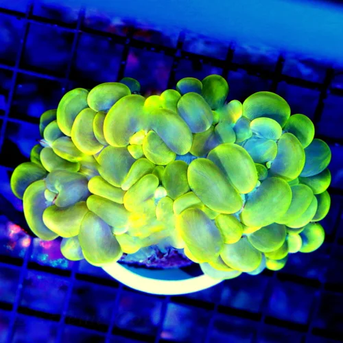 4.5X4 LARGE MULTICOLORED BUBBLE ULTRA BLUE AND YELLOW SPLATTER BUBBLE CORAL-BEAUTIFUL SP[ECIMEN