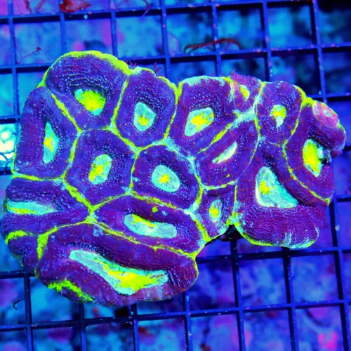 5X4.5 XL ACANTHASTREA BOWERBANKI-VERY VERY HARD TO GET UFO ACAN BOWERBANKI-INCREDIBLE