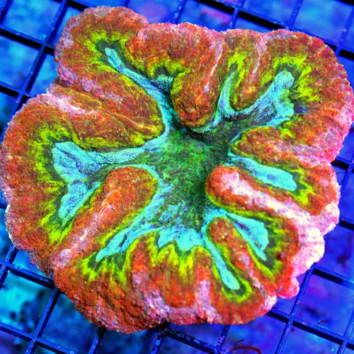 4.5X4.5 XL RAINBOW LOBOPHYLLIA-VERY VERY SPECIAL COLOR-ONE OF A KIND SHOWPIECE RAINBOW LOBOPHYLLIA