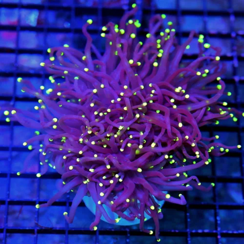 5.5X5.5 XL TORCH-SCREAMING NEON TIPPED ULTRA PURPLE SHOWPIECE TORCH CORAL-THIS ONE IS PERFECT!!