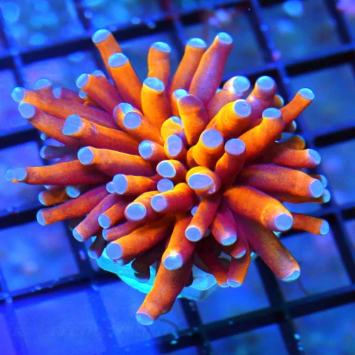 3x2 TORCH CORAL-EXTREMECORALS FAMOUS BOOK QUALITY "RADIOACTIVE" ORANGE/GOLD BLUETIPPED TORCH