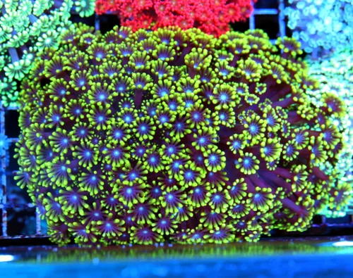 6X5 XXL GONIOPORA-ULTRA ULTRA SUPER PURPLE/BLUE JEWELED EYED HANDPICKED SHOWPIECE GONIOPORA-SPECTACU