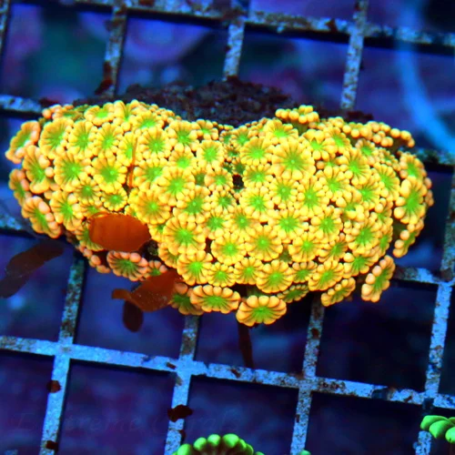 3" GONIOPORA-IF YOU ARE LOOKING FOR REALLY REALLY RARE COLOR GONI-HERE IT IS!!! COLLECTOR