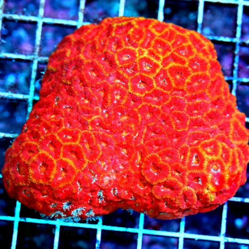 5.5X5 VERY RARE MICROMUSSA-IMPOSSIBLE TO GET! ULTRA ULTRA COLORED MICROMUSSA COLLECTORS ITEM