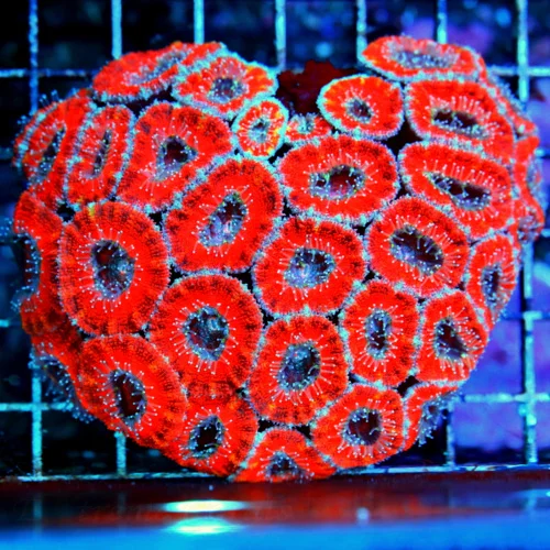 5X4.5 LARGE ACANTHASTREA-LARGE BAD TO THE BONE ULTRA COLORED ACANTHASTREA LORDHOWENSIS-COLOR IS AWES