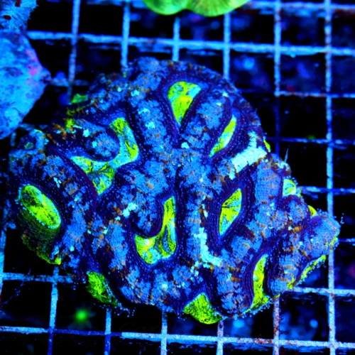 5x4 ACANTHASTREA BOWERBANKI-HANDPICKED BY SCOTT-COLLECTOR ITEM-INCREDIBLE SPECIMEN-VERY HARD TO GE