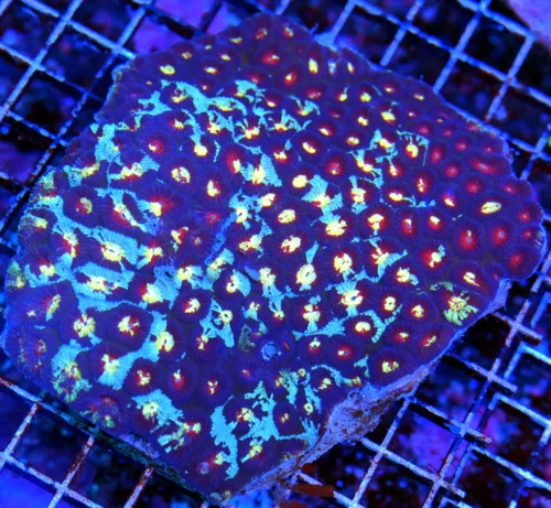 5.5X5 XL FAVIA-ONE OF A KIND CENTERPIECE SHOWPIECE FAVIA-THIS IS A EPICE SPECIMEN-COLLECTOR QUALITY