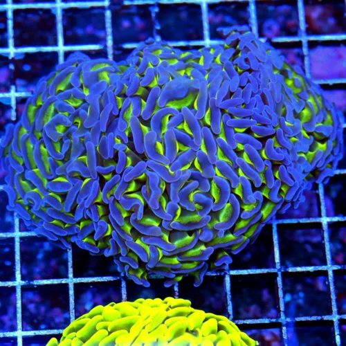 5x5 BRANCHING HAMMER SUPER SUPER PUTPLE TIPPED TOXIC GREEN ULTRA COLORED BRANCHING HAMMER